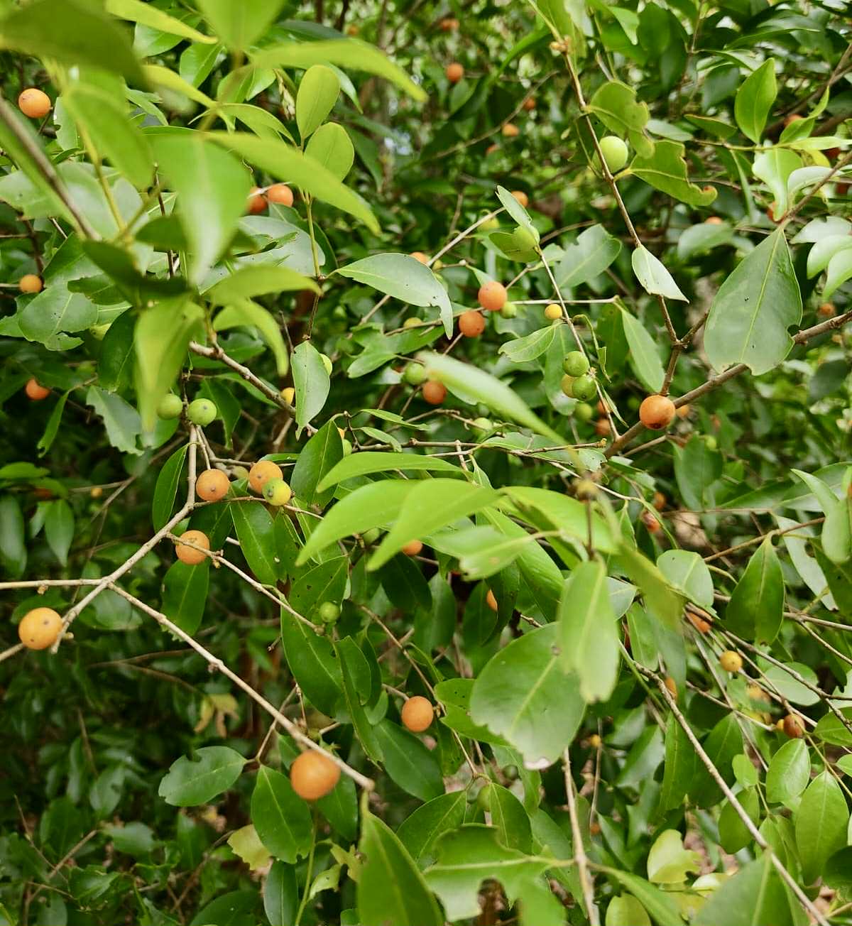 Myrciaria cuspidata var. Bahia - 1 fresh seed / 1 frischer Samen