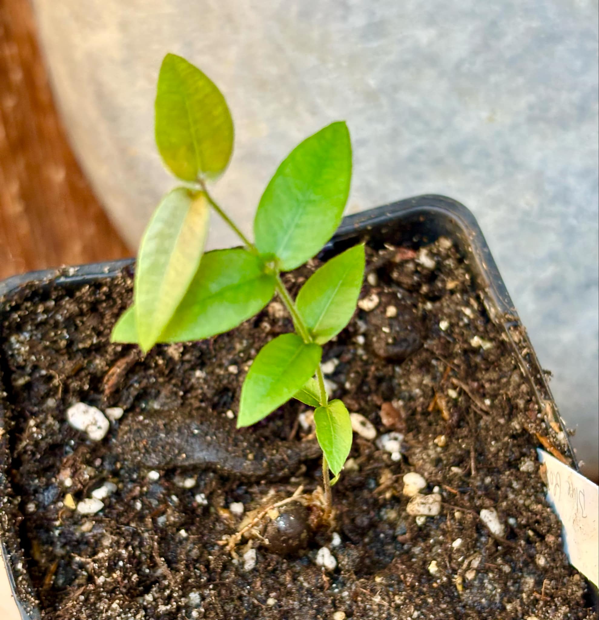 Myrciaria sp Cabeludinha preta (Blue Glomerata) - 1 small pottet seedling / 1 kleiner, getopfter Sämling