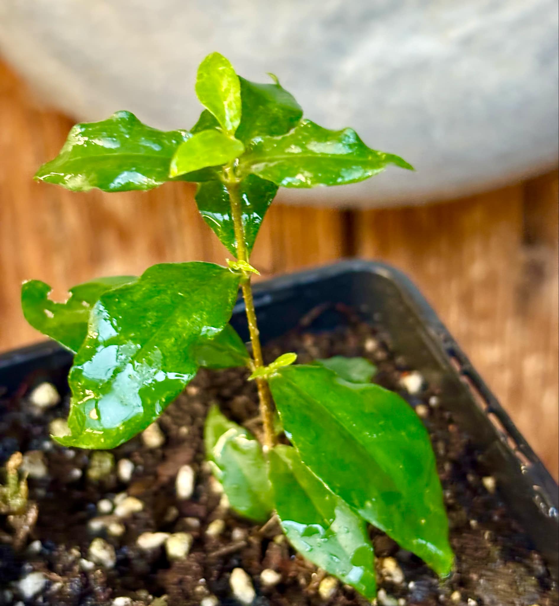 Acerola (Malpighia glabra) Nr. 2 - 1 potted rooted cutting / 1 getopfter, bewurzelter Steckling Acerola (Malpighia glabra) Nr. 2 - 1 potted rooted cutting / 1 getopfter, bewurzelter Steckling