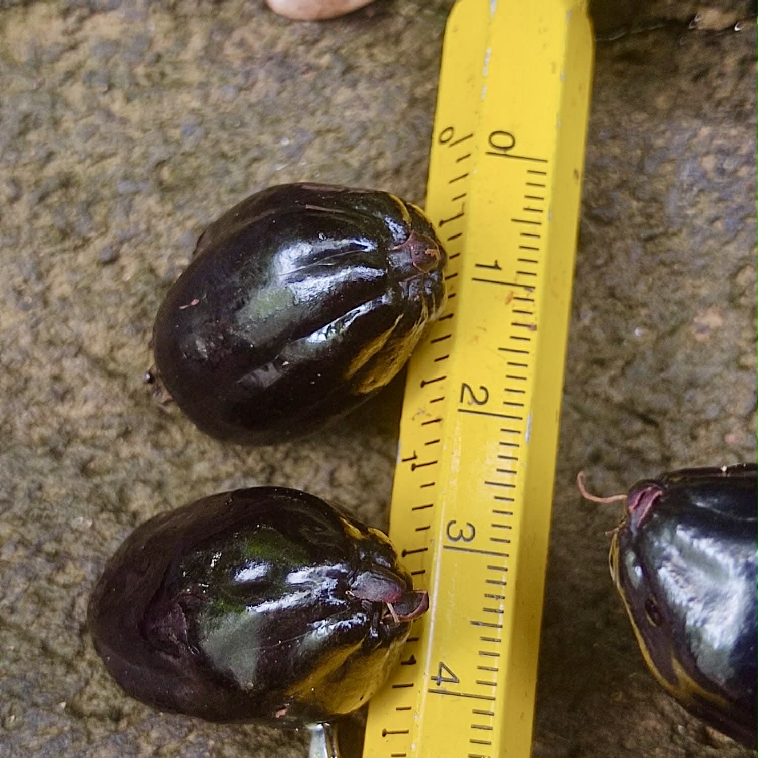 Pre Order - Eugenia sp Pitanguinha roxo escuro -  1 fresh seed / 1 frischer Samen