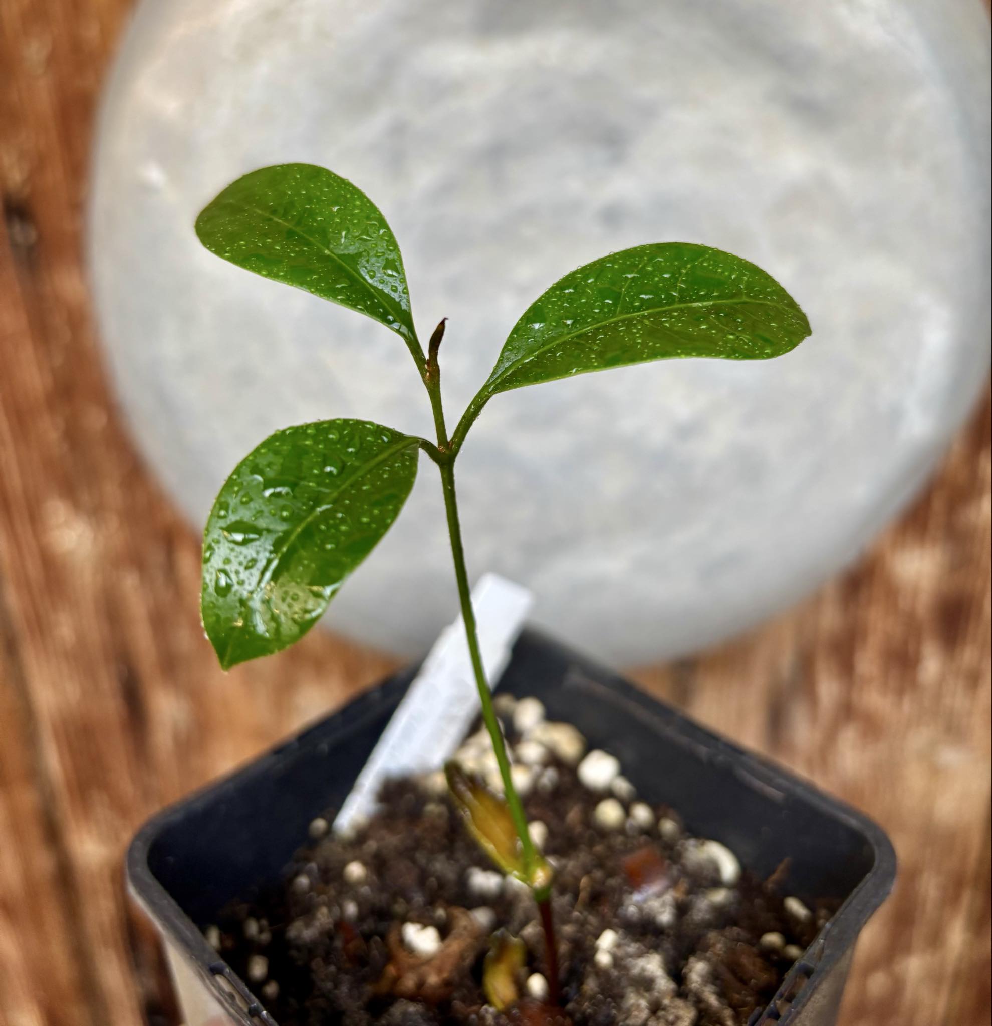 Pouteria aff egregia  -  1 potted seedling / 1 getopfter Sämling