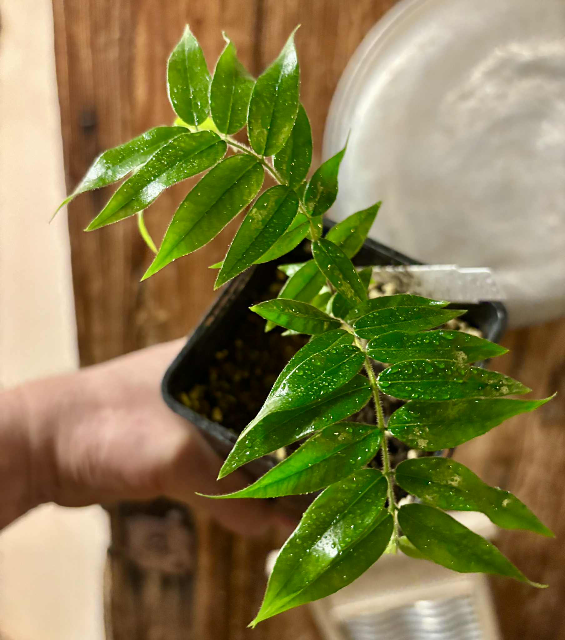 Beach Cambuca (Myrciaria strigipes) - 1 potted plant / 1 getopfte Pflanze