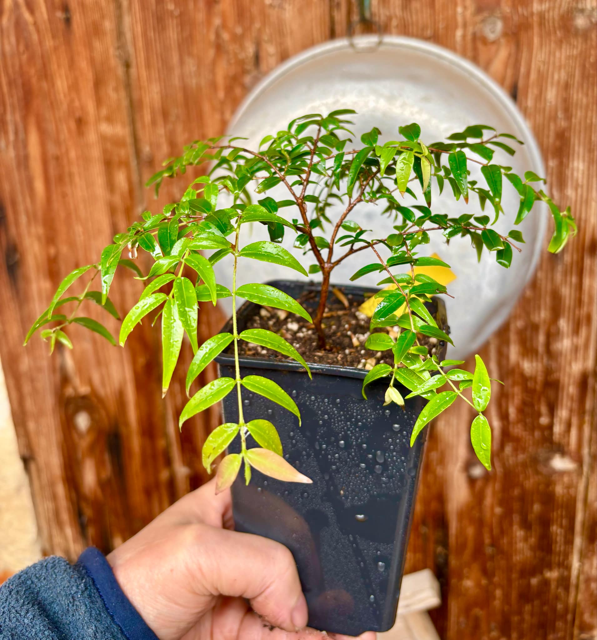 Myrciaria floribunda var. yellow - 1 potted plant / 1 getopfte Pflanze