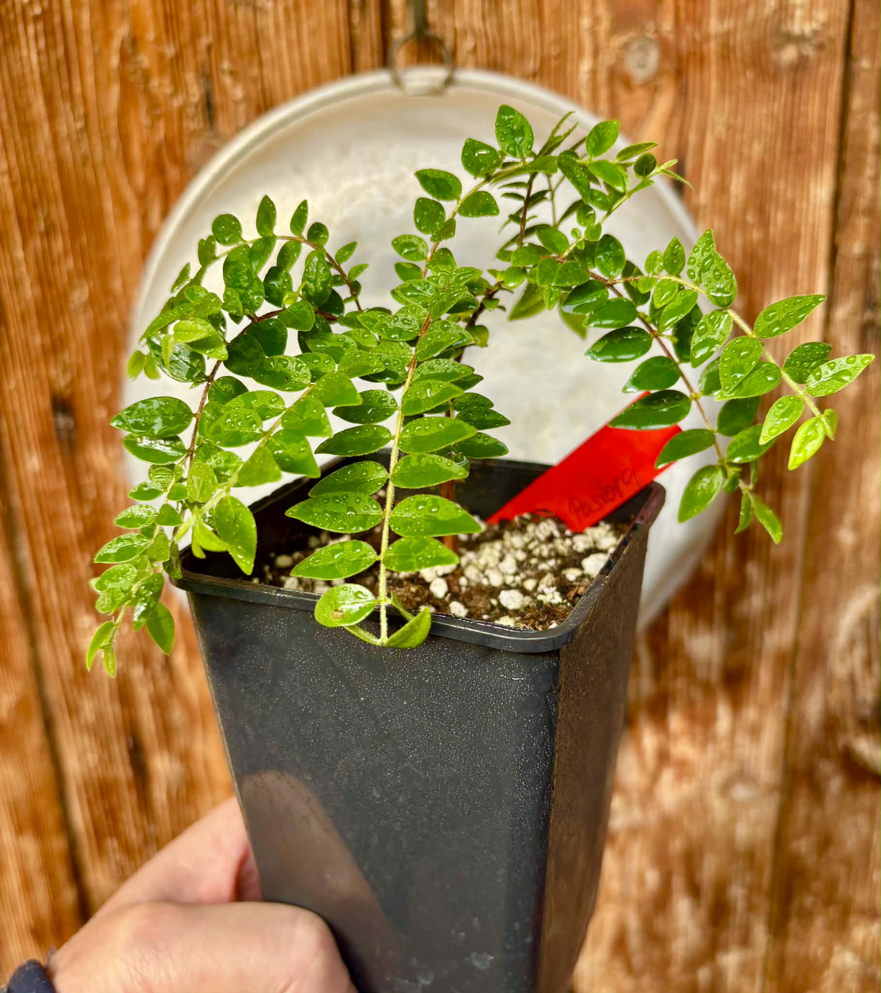 Myrciaria sp Pastora - 1 potted seedling / 1 getopfter Sämling 
