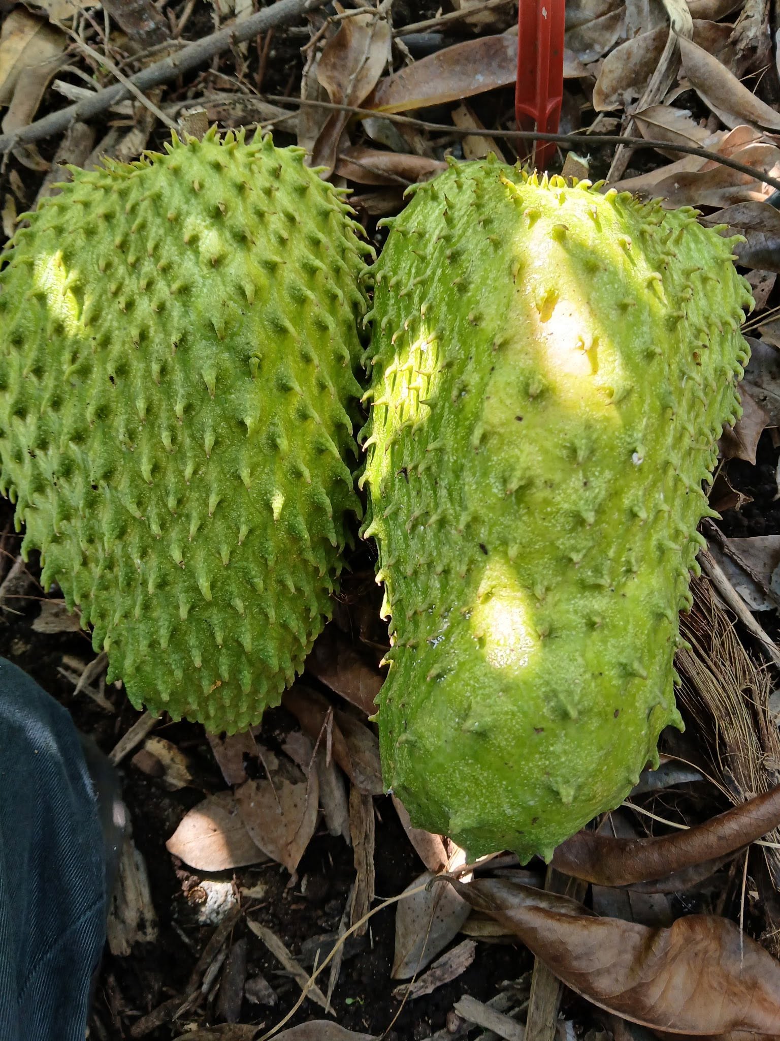 Annona muricata - Soursop / Stachelannone - 1 potted plant / 1 getopfte Pflanze