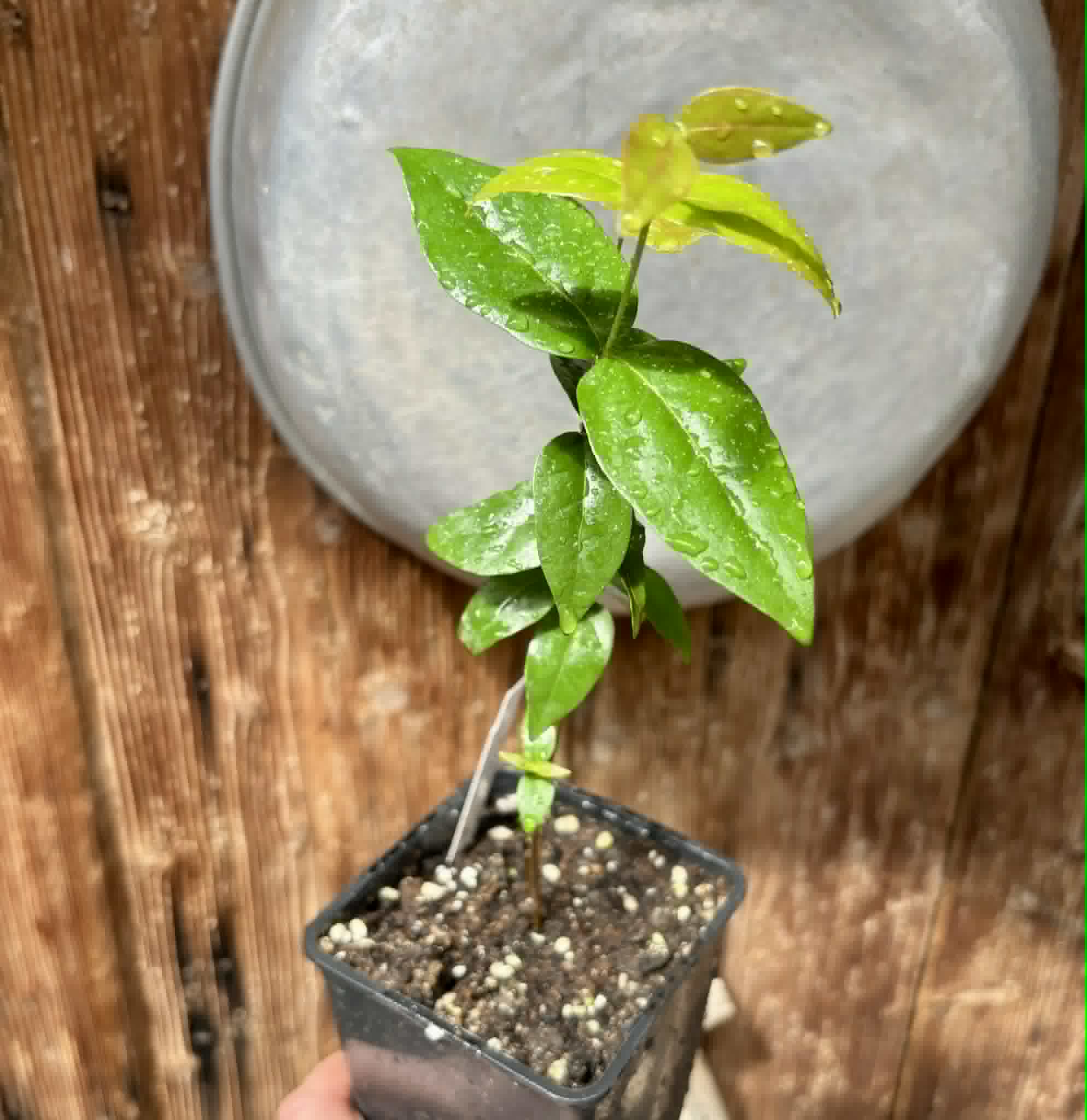 Eugenia uniflora var. red  - cultivated variety / 1 potted plant / 1 getopfte Pflanze