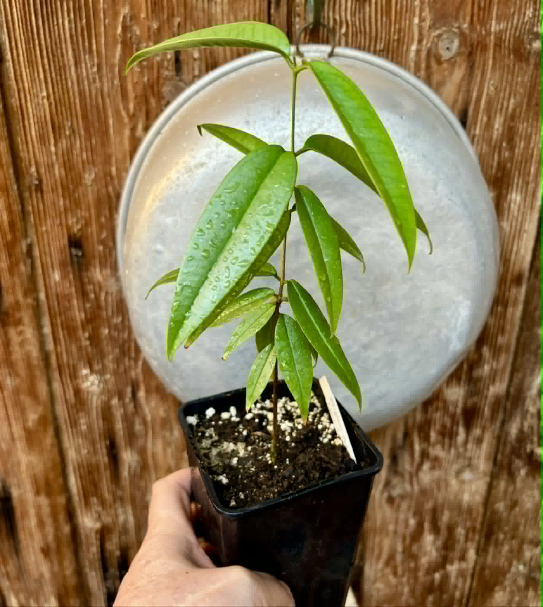 Eugenia bahiensis var. Sementes pintada  - 1 potted plant / 1 getopfte Pflanze