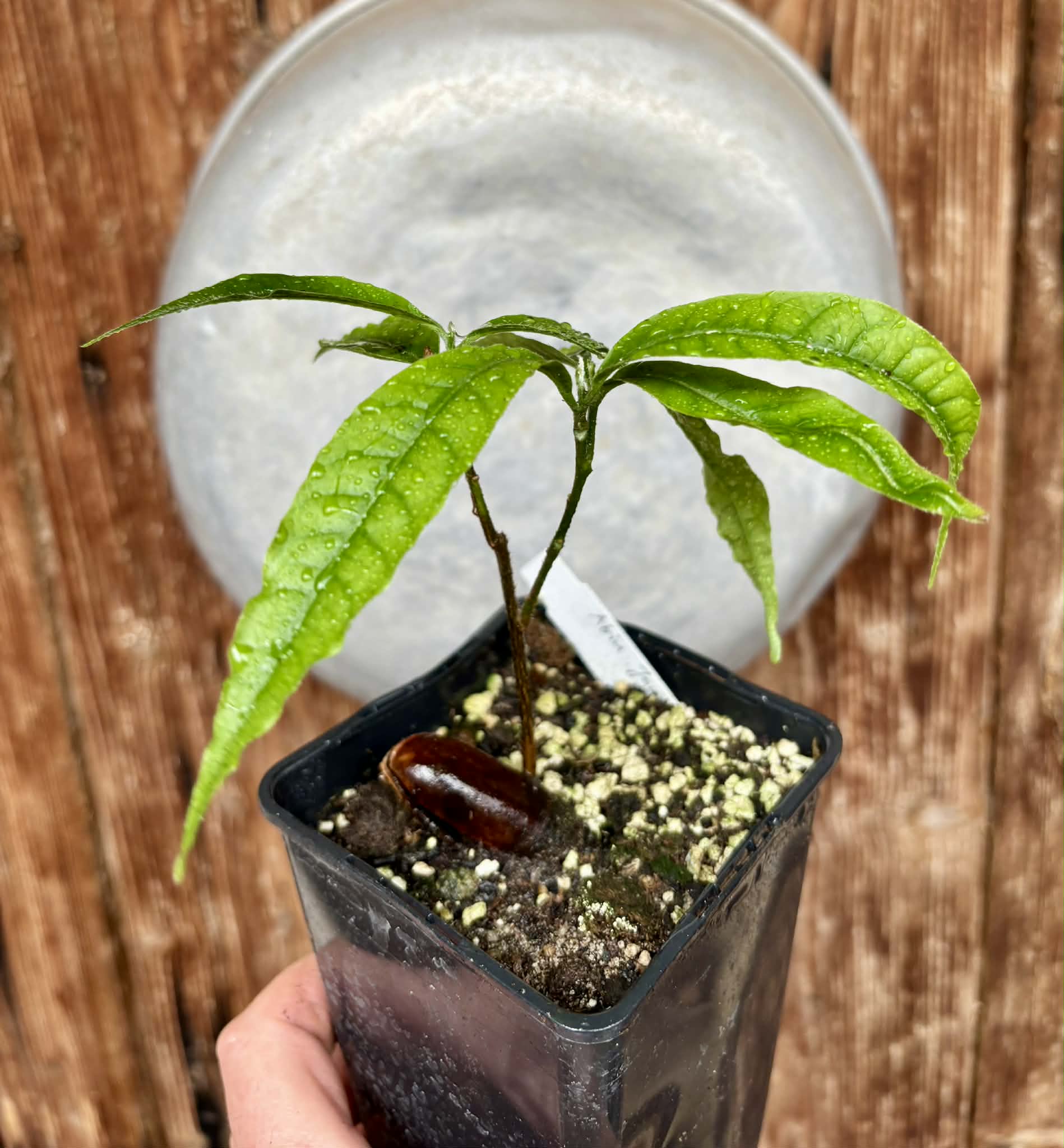 Abiu (Pouteria caimito) - 1 potted plant / 1 getopfte Pflanze