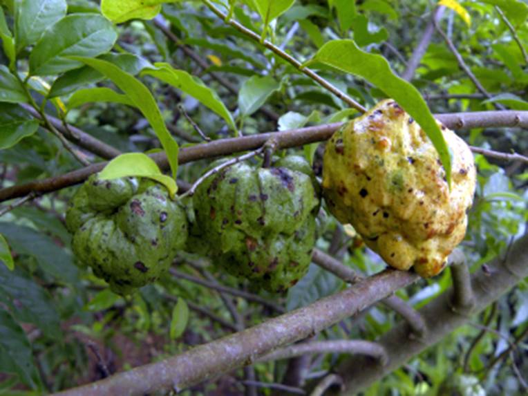 Pre-Order - Annona xylopifolia - 1 fresh seed / 1 frischer Samen