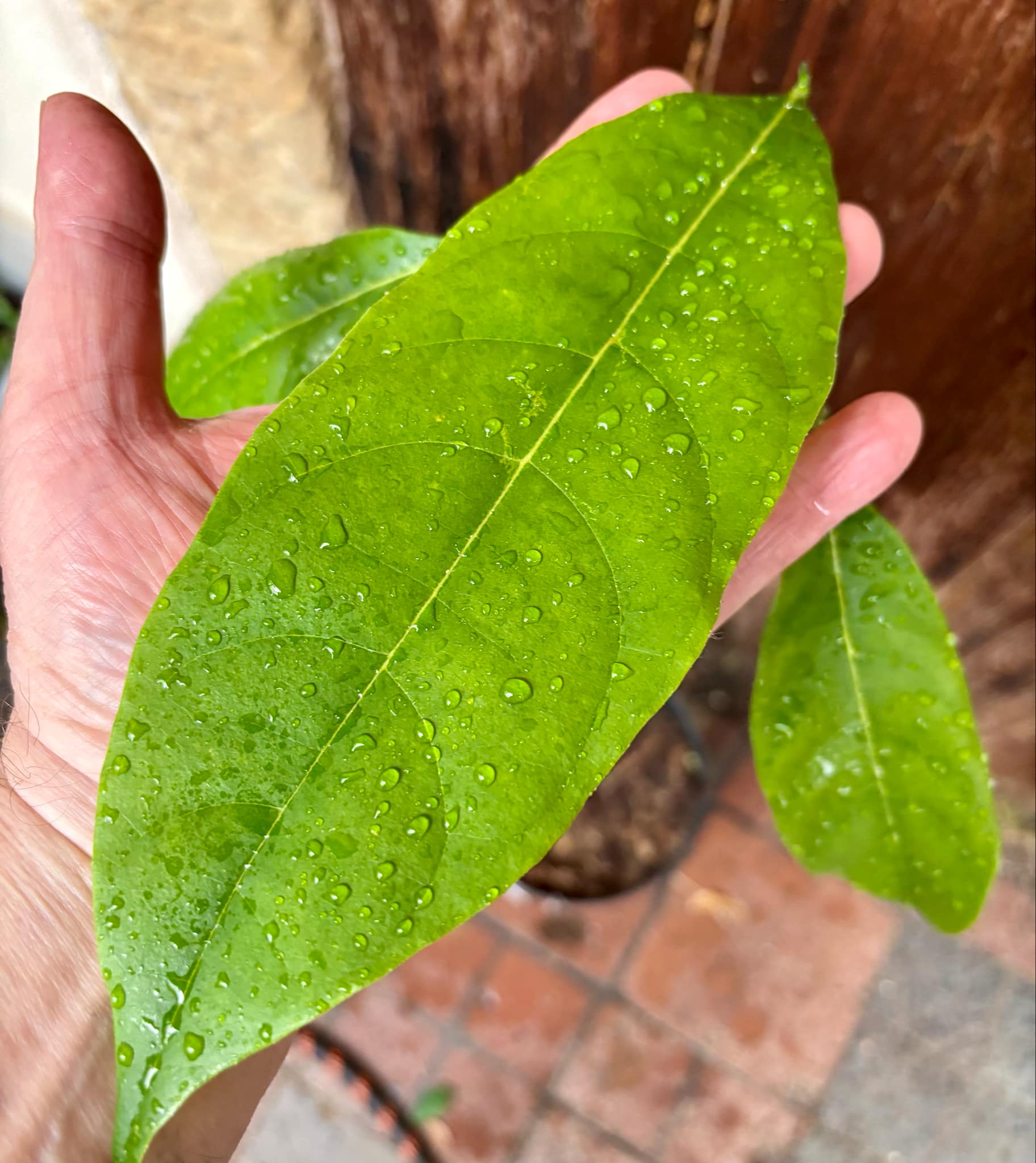 3 years old - Red Jackfruit (Artocarpus heterophyllus) - 1 pottet plant, 1 getopfte Pflanze