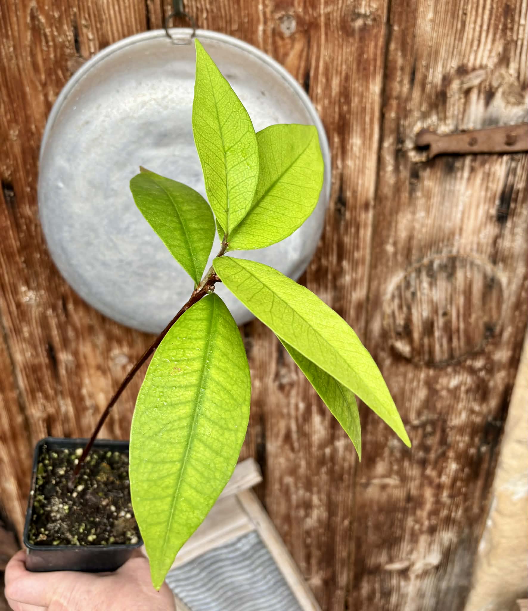 Eugenia sp BIG Maca-  1 potted plant / 1 getopfte Pflanze