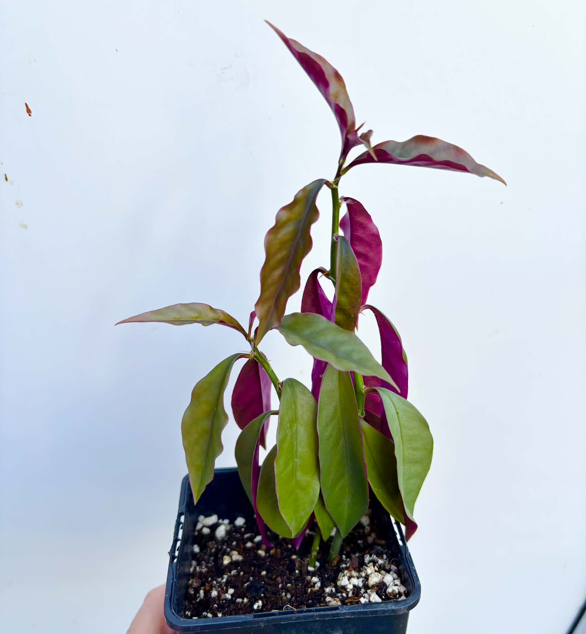 Barbados Gooseberry - Pereskia aculeata- 1 potted plant / 1 getopfte Pflanze 