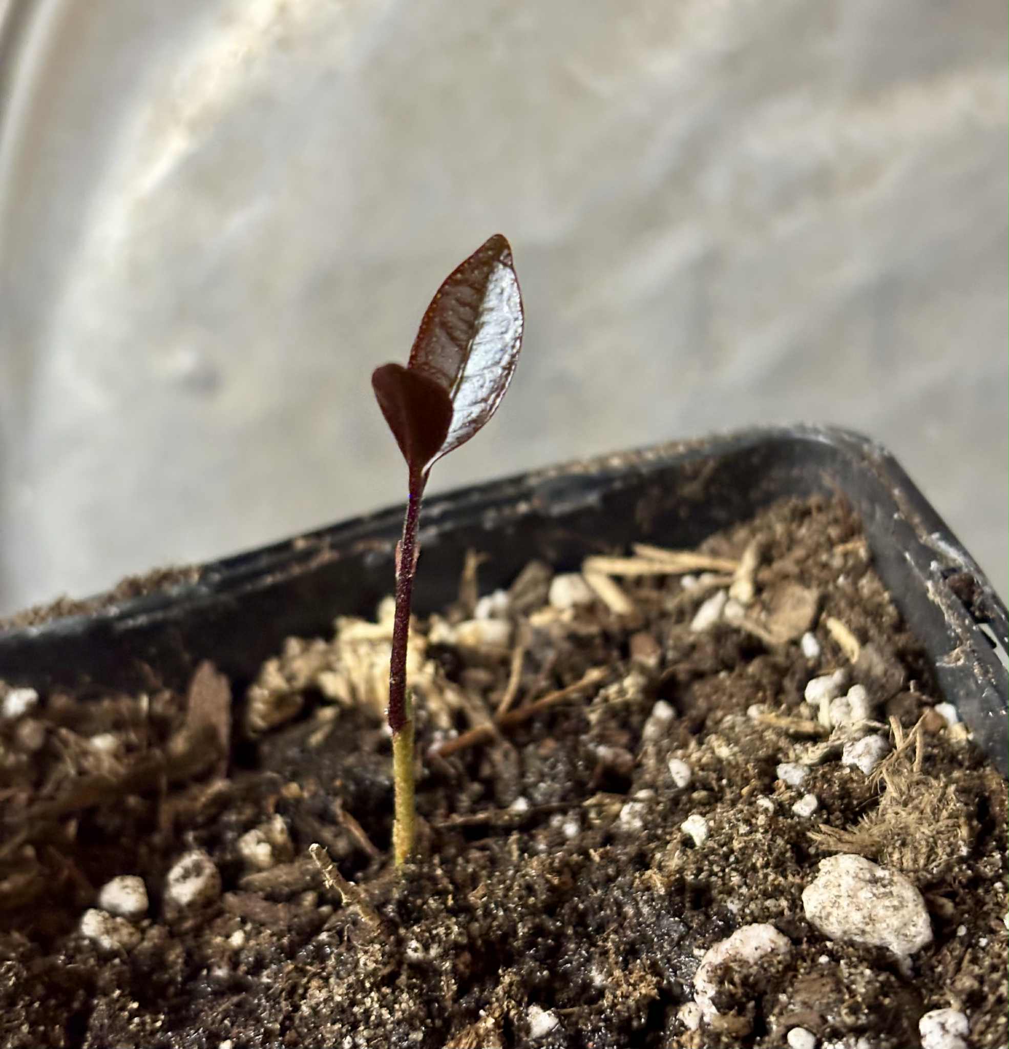 Eugenia sp Sabor Manga - 1 potted seedling / 1 getopfter Sämling