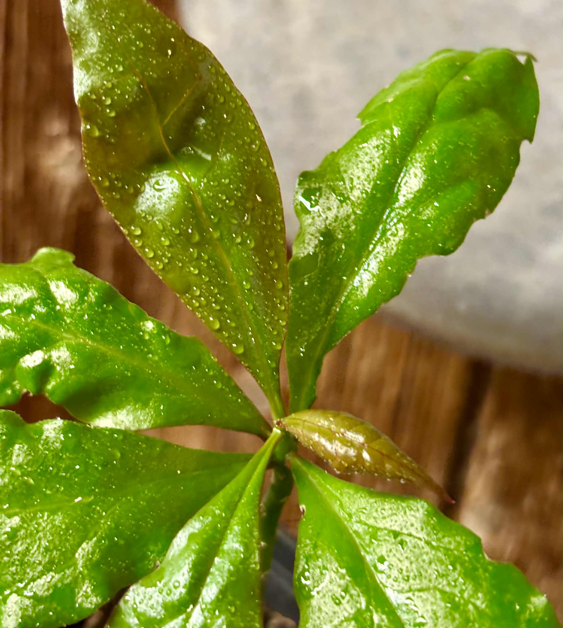 Rooted cutting - Pereskia bleo - Leuenbergeria bleo - 1 potted plant / 1 getopfte Pflanze