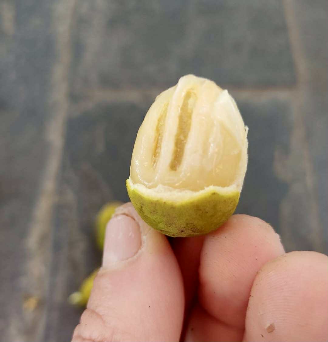 Melicoccus sp Bahia - 1 fresh seed / 1 frischer Samen