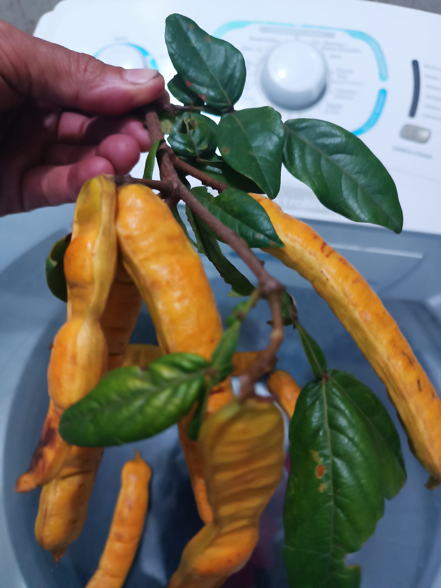 Inga sp Pequena -  1 potted plant / 1 getopfte Pflanze