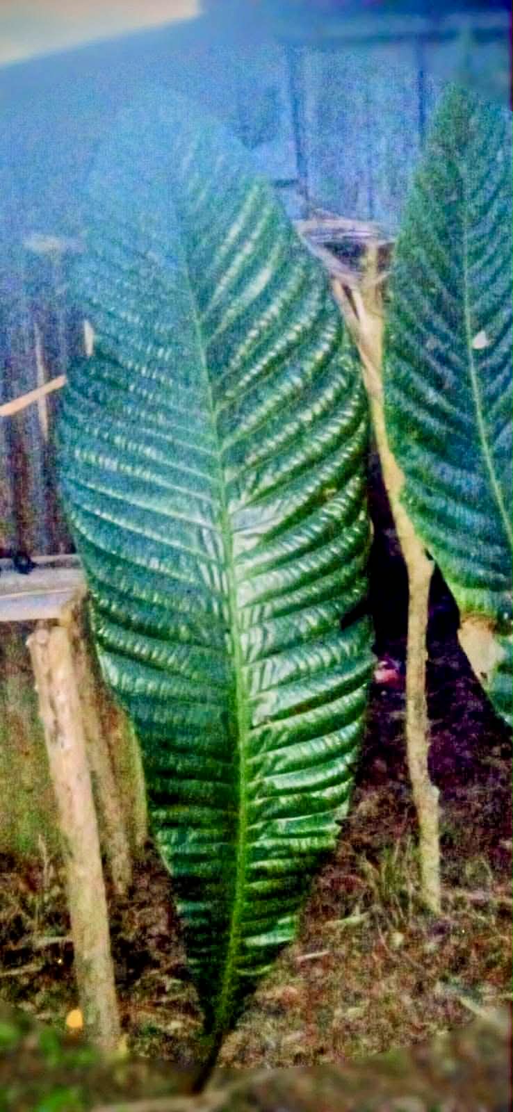 Pre Order - Octamyrtus glomerata - 1 fresh seed / 1 frischer Samen