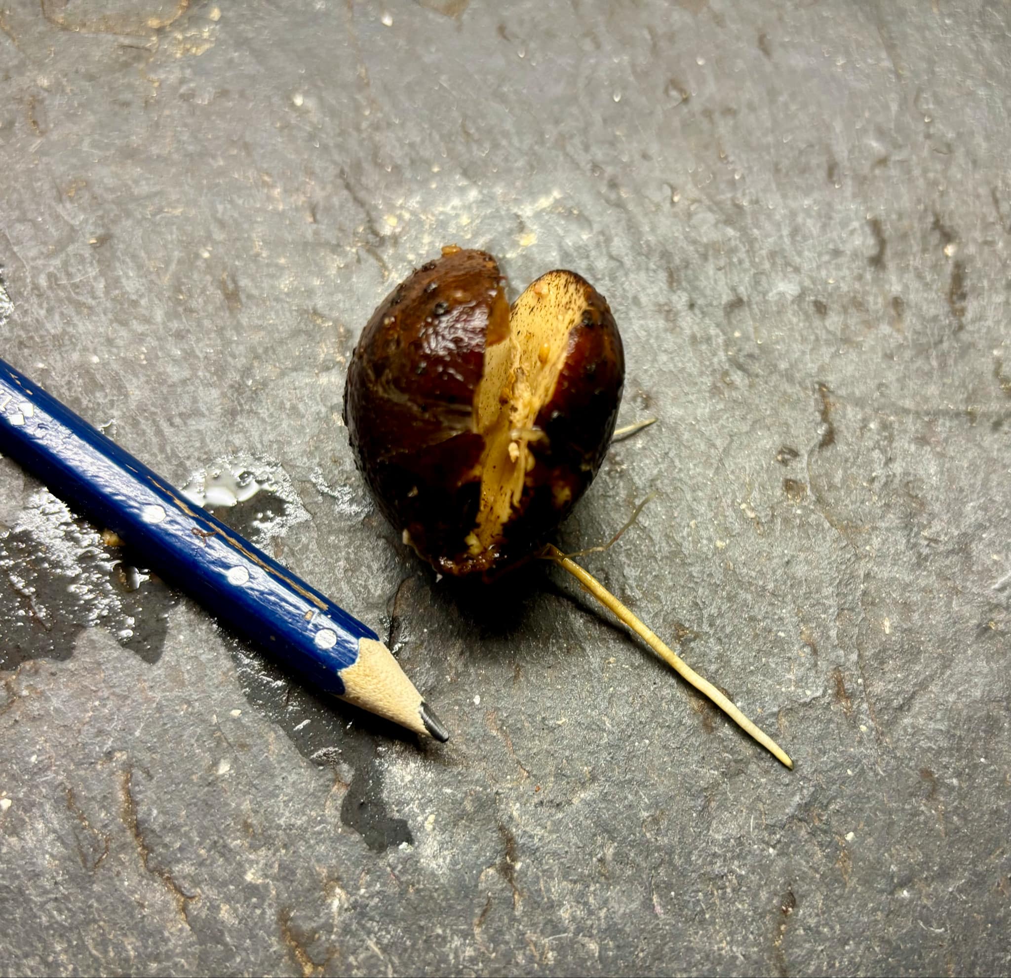 Plinia sp Sedutora -  1 germinated seed / 1 gekeimter Samen