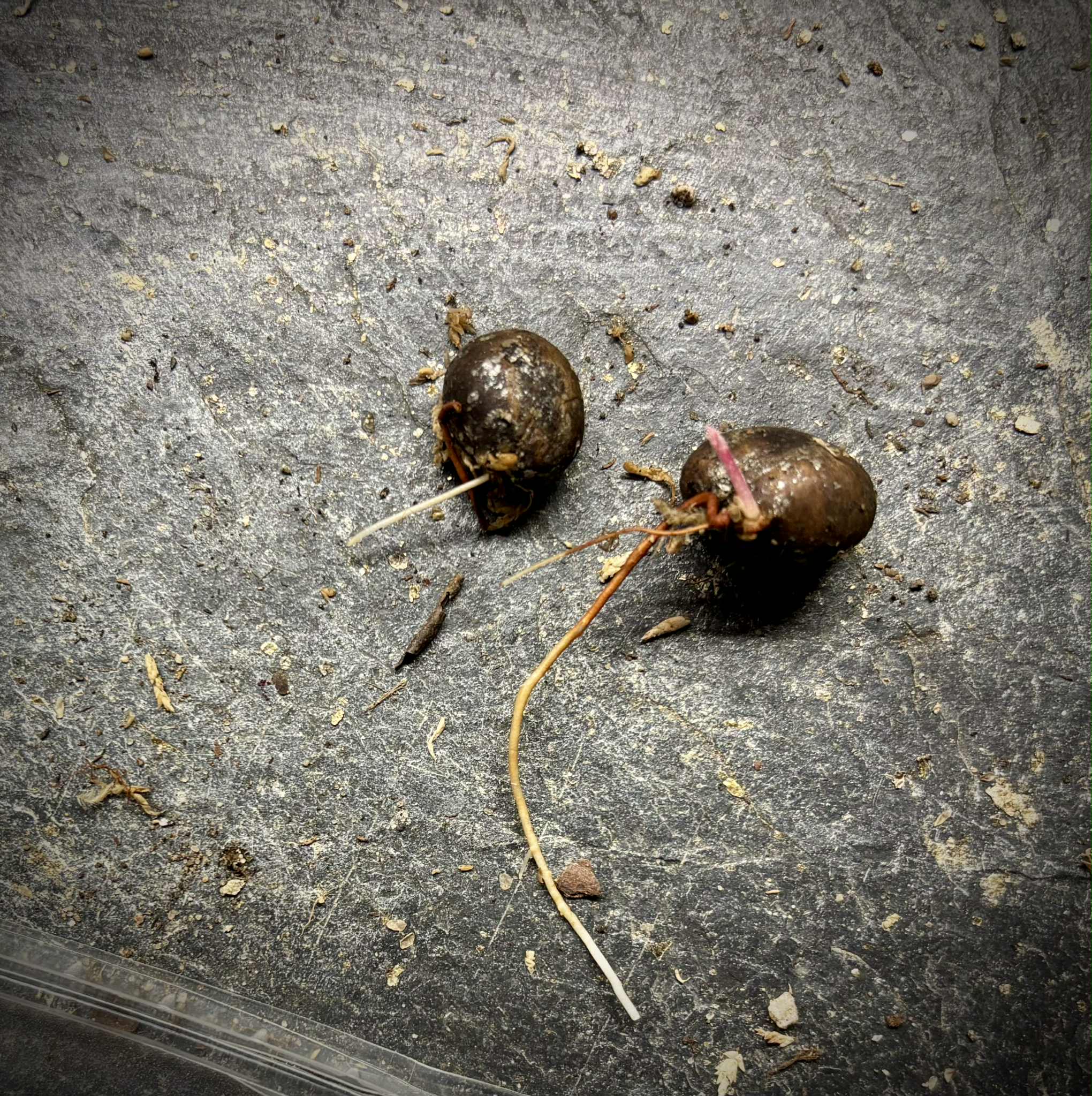 Eugenia sp Sabor Manga - 1 germinated seed / 1 gekeimter Samen