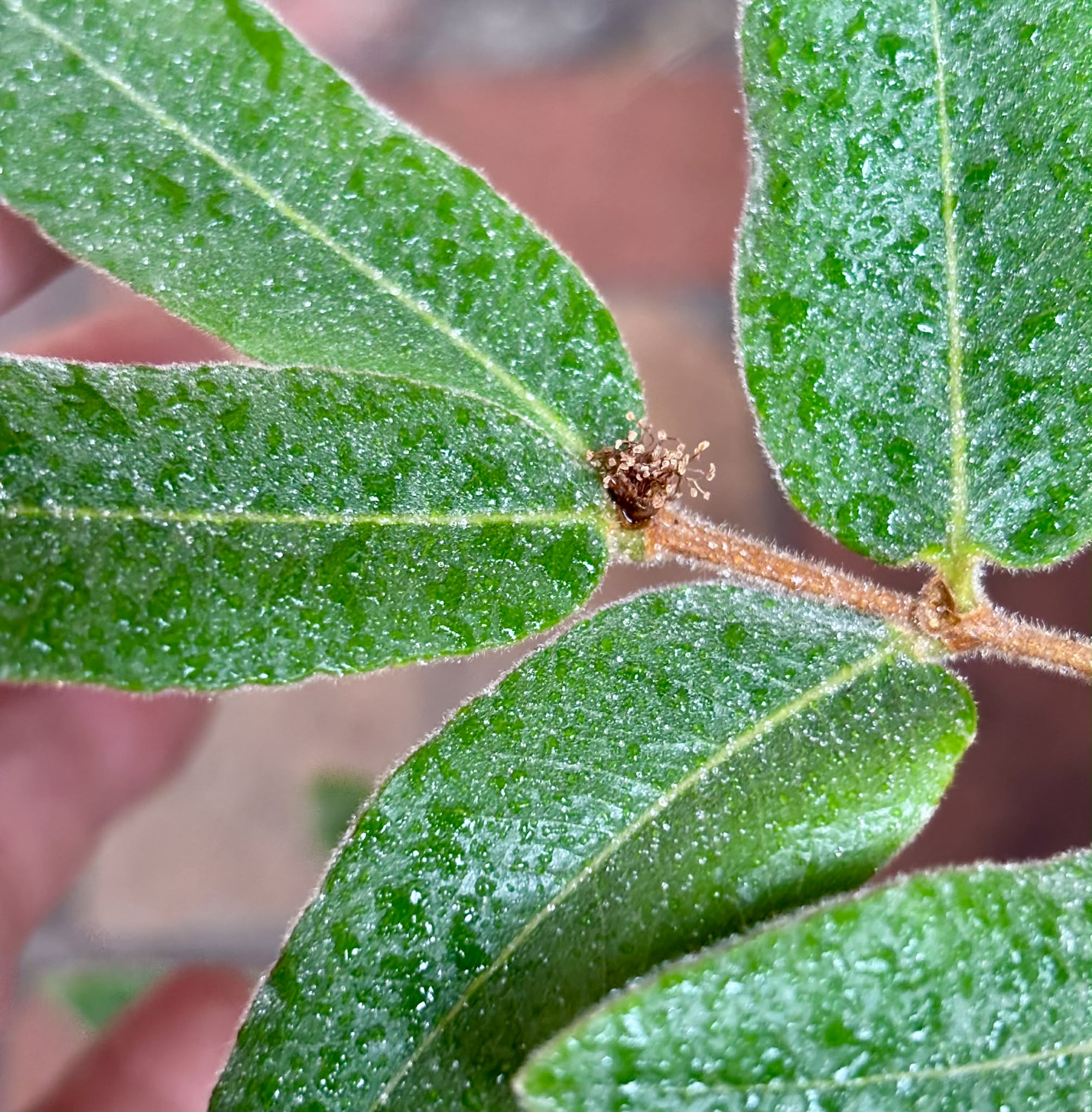 6 years old - Myrciaria caerulescens (Roxa - Blue Guaquiea) - 1 potted plant / 1 getopfte Pflanze