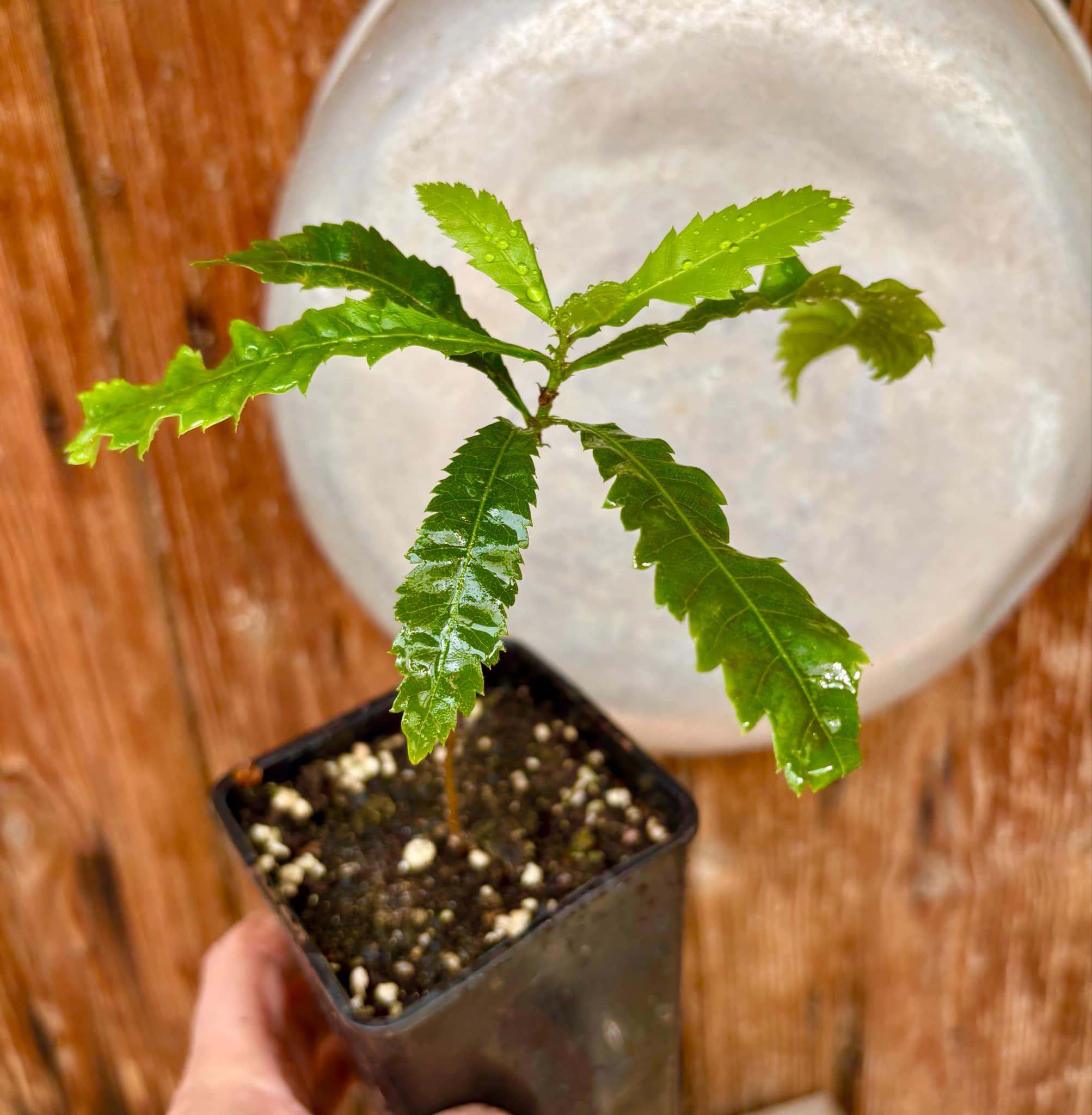 Yangmei - Myrica rubra - 1 potted plant / 1 getopfte Pflanze Yangmei - Myrica rubra - 1 potted plant / 1 getopfte Pflanze