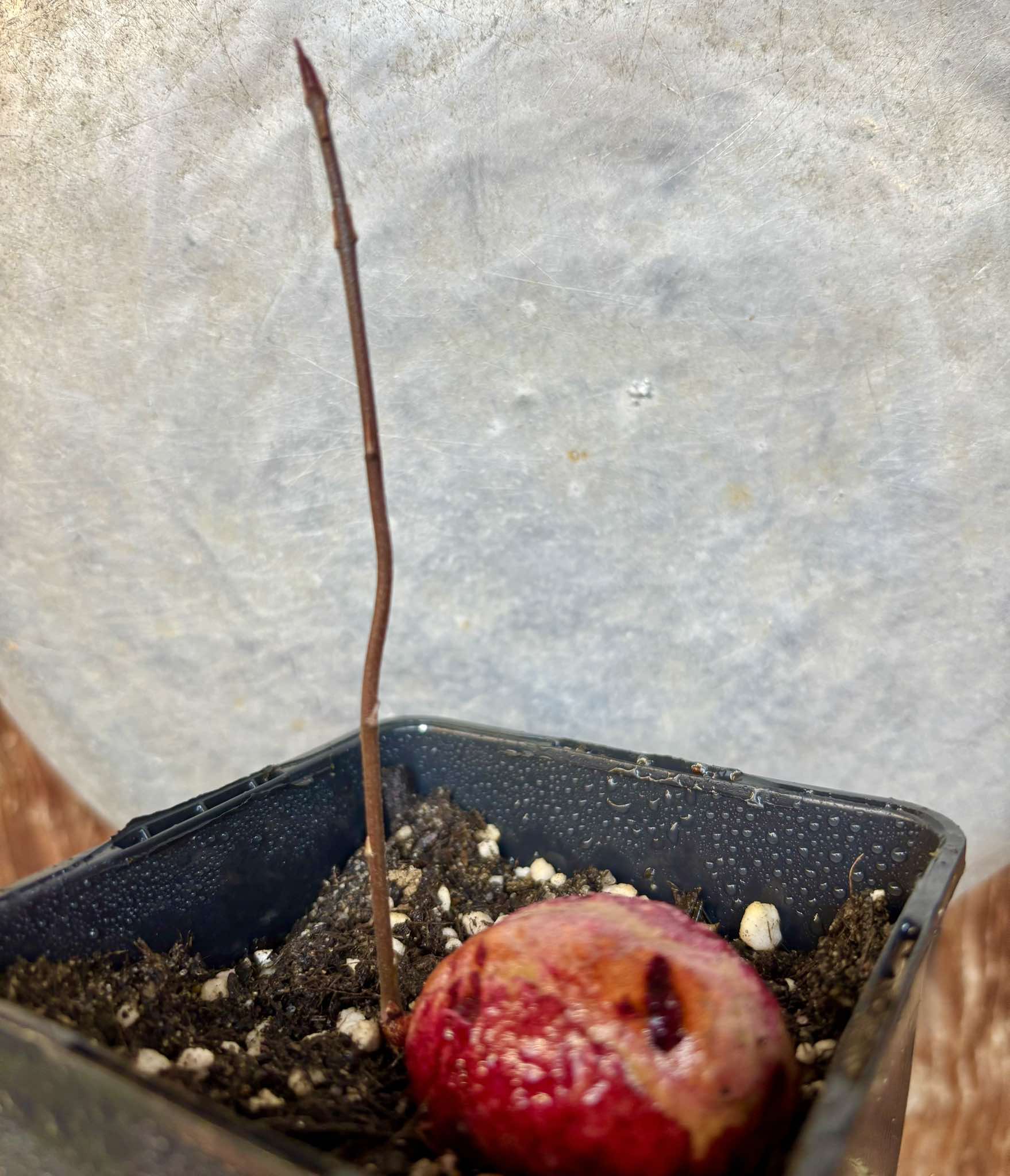 Eugenia sp BIG Maca-  1 small potted seedling / 1 kleiner, getopfter Sämling