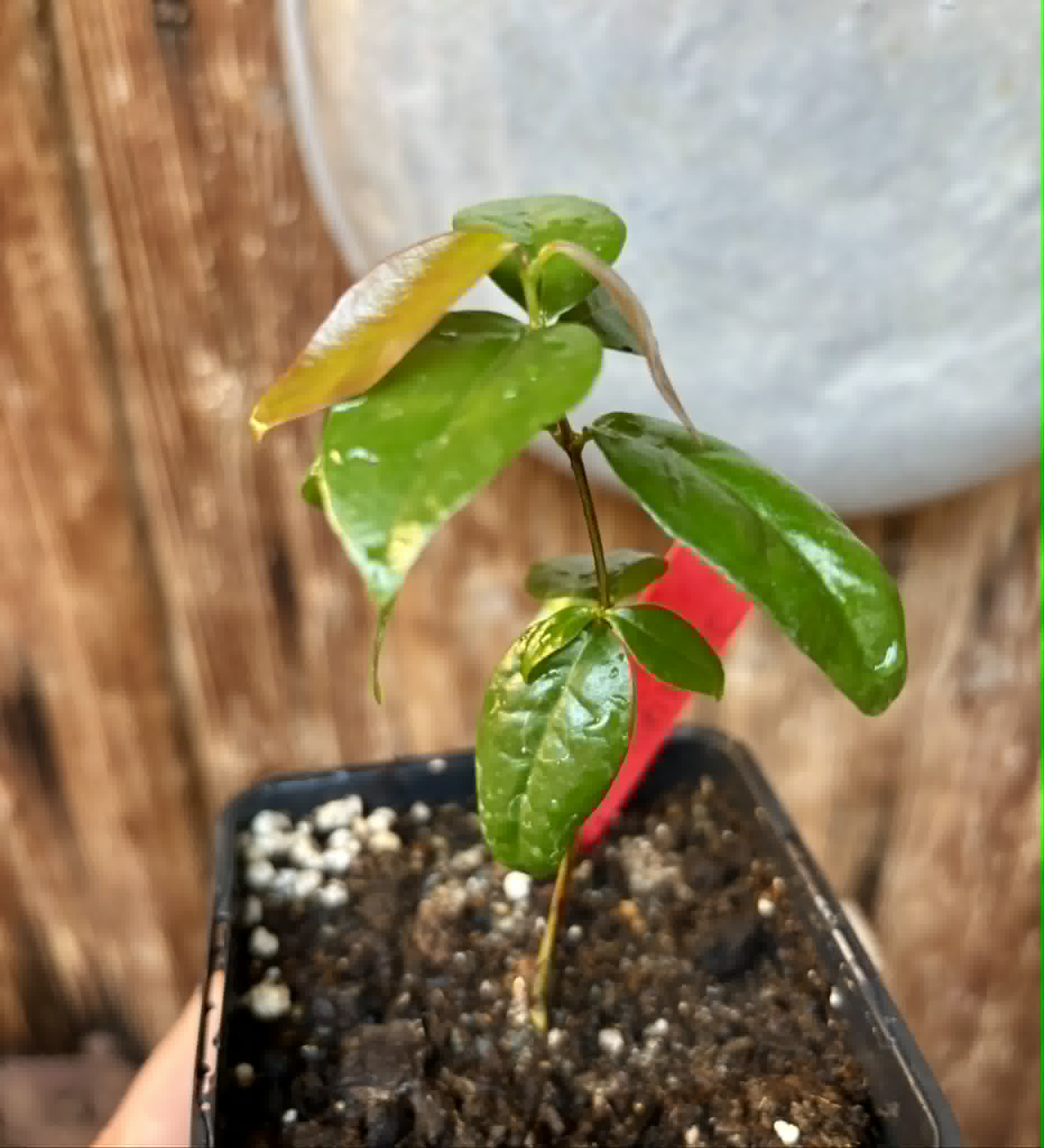 Eugenia uniflora var. Tutti Colore  - 1 spotted seedling / 1 getopfter Sämling