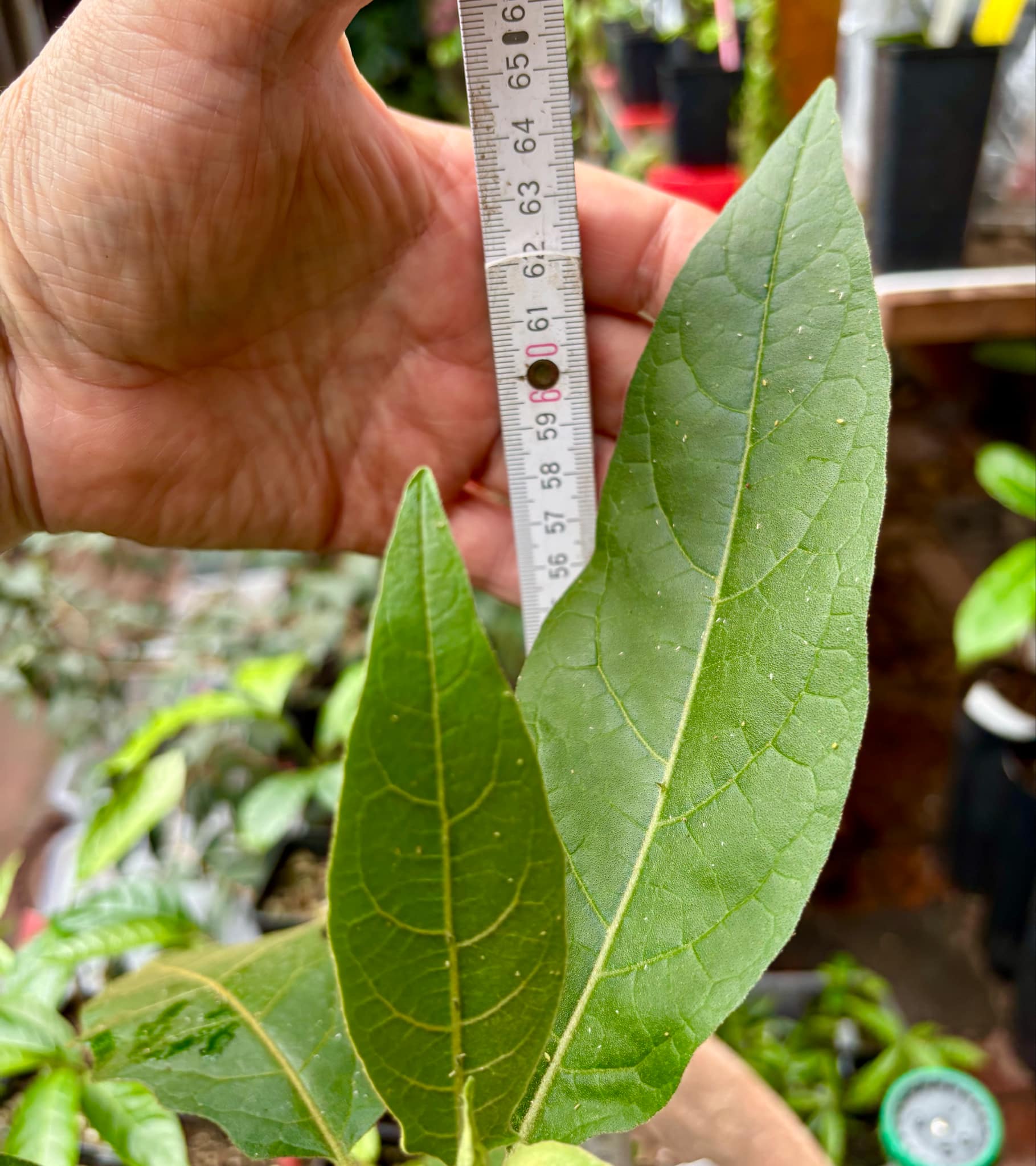 Solanum sp. Mata Escura - 1 potted plant / 1 getopfte Pflanze