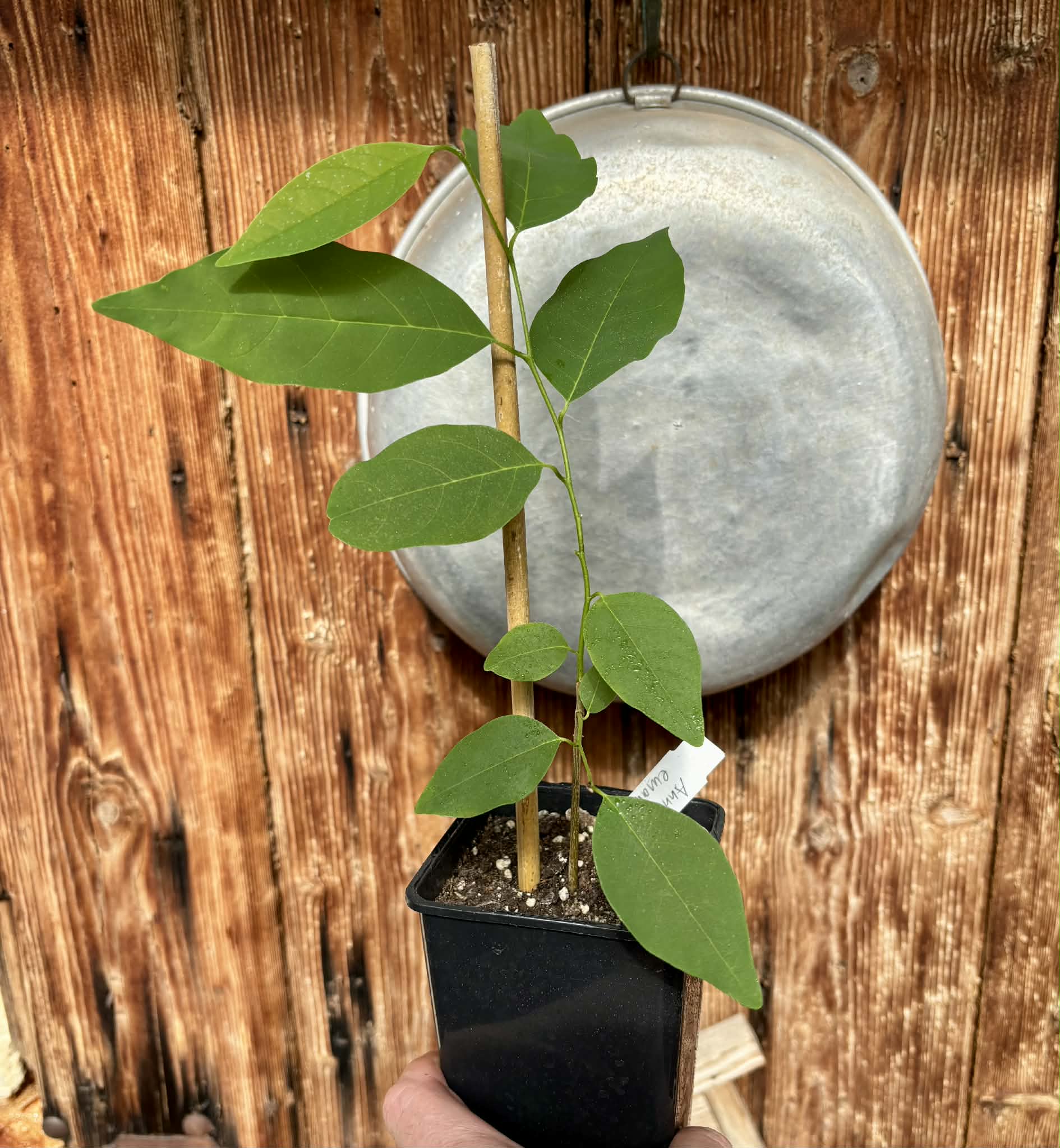Annona emarginata - 1 potted plant / 1 getopfte Pflanze 
