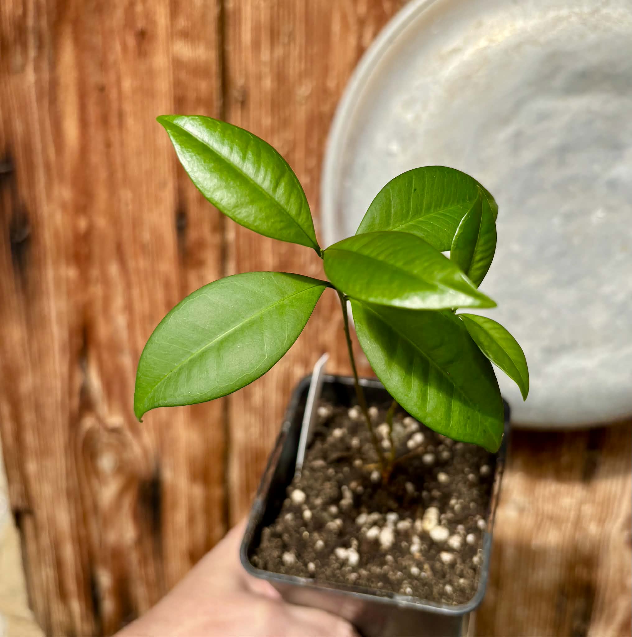 Eugenia sp Itayuba - 1 potted plant / 1 getopfte Pflanze