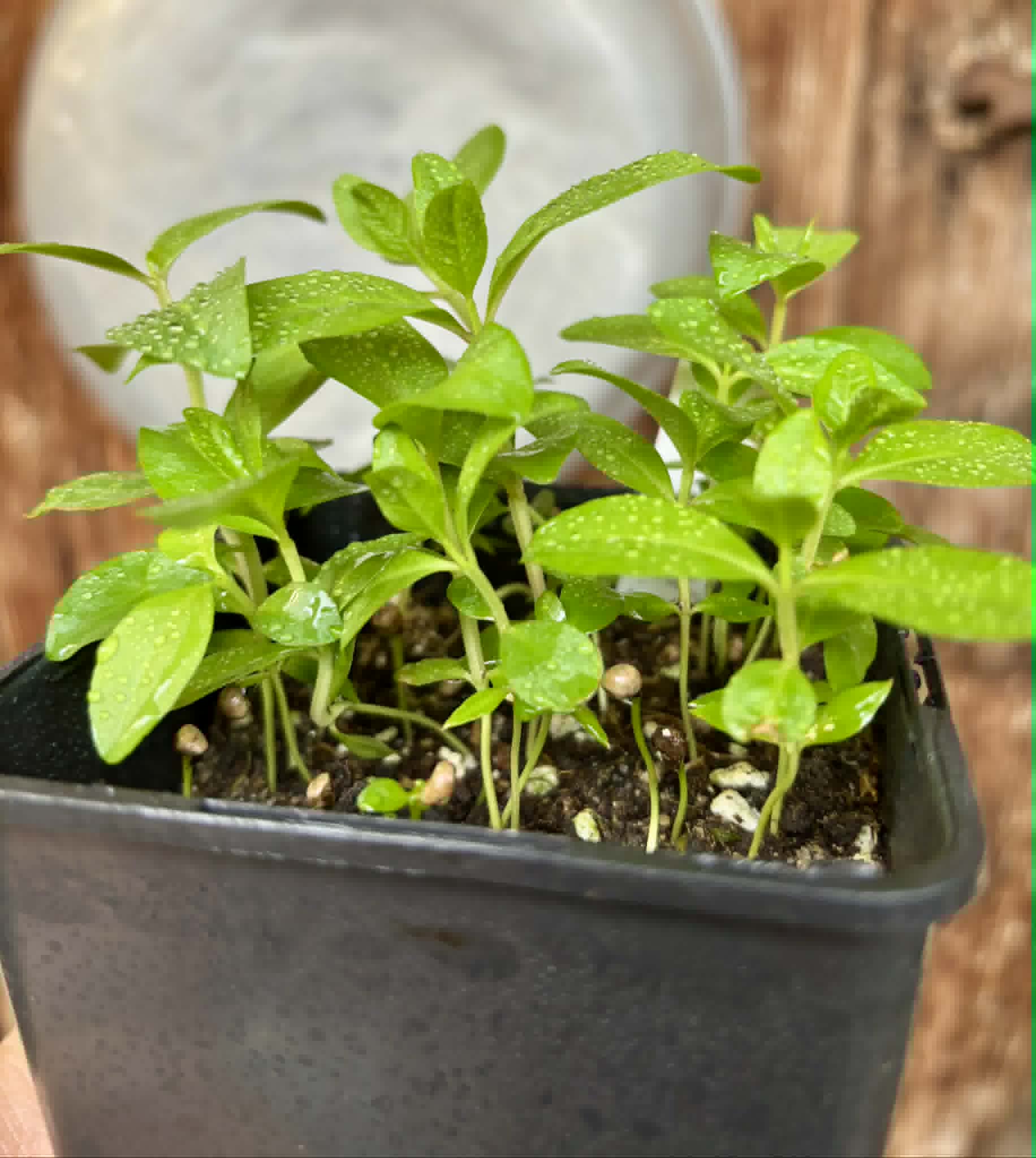 20 in 1 pot - Psidium guajava  "Paluma"  - 20 seedlings in one pot / 20 Sämlinge in einem Topf