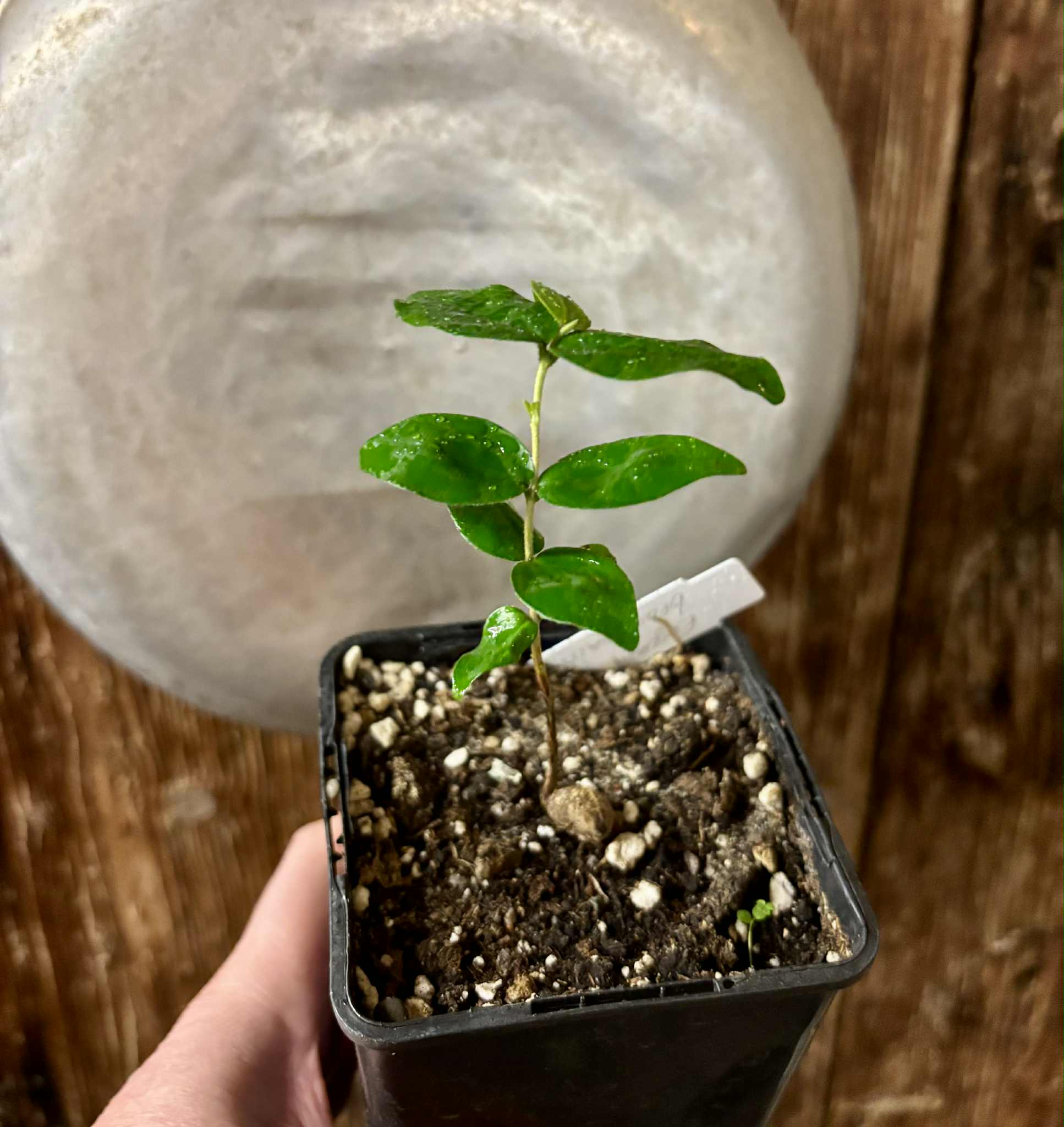 Uvaia do Visconde (Eugenia beaurepairiana) - potted seedling / 1 getopfter Sämling 