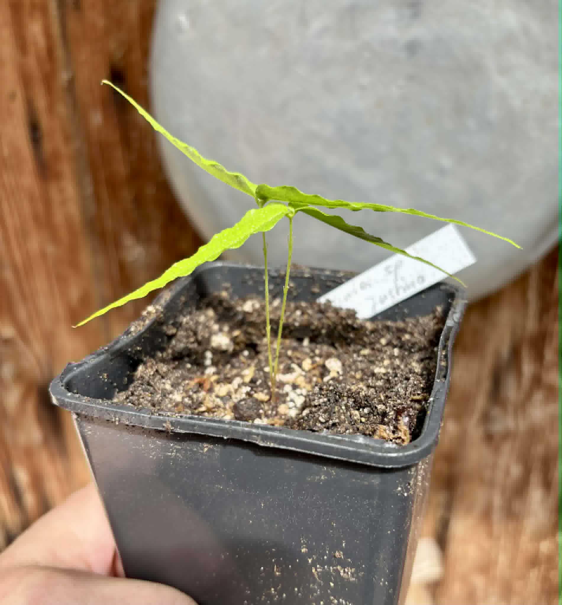 Plinia sp UNA justino -  1 potted seedling / 1 getopfter Sämling