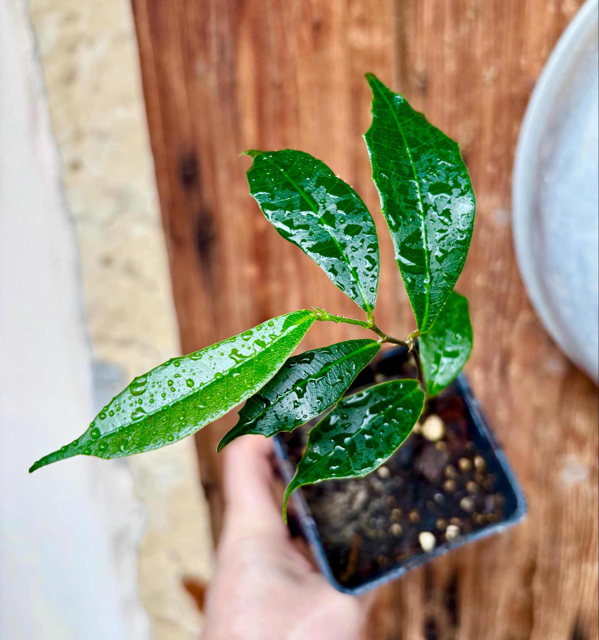 Brosimum alicastrum - Maya nut / Maya Nuss - 1 potted plant / 1 getopfte Pflanze