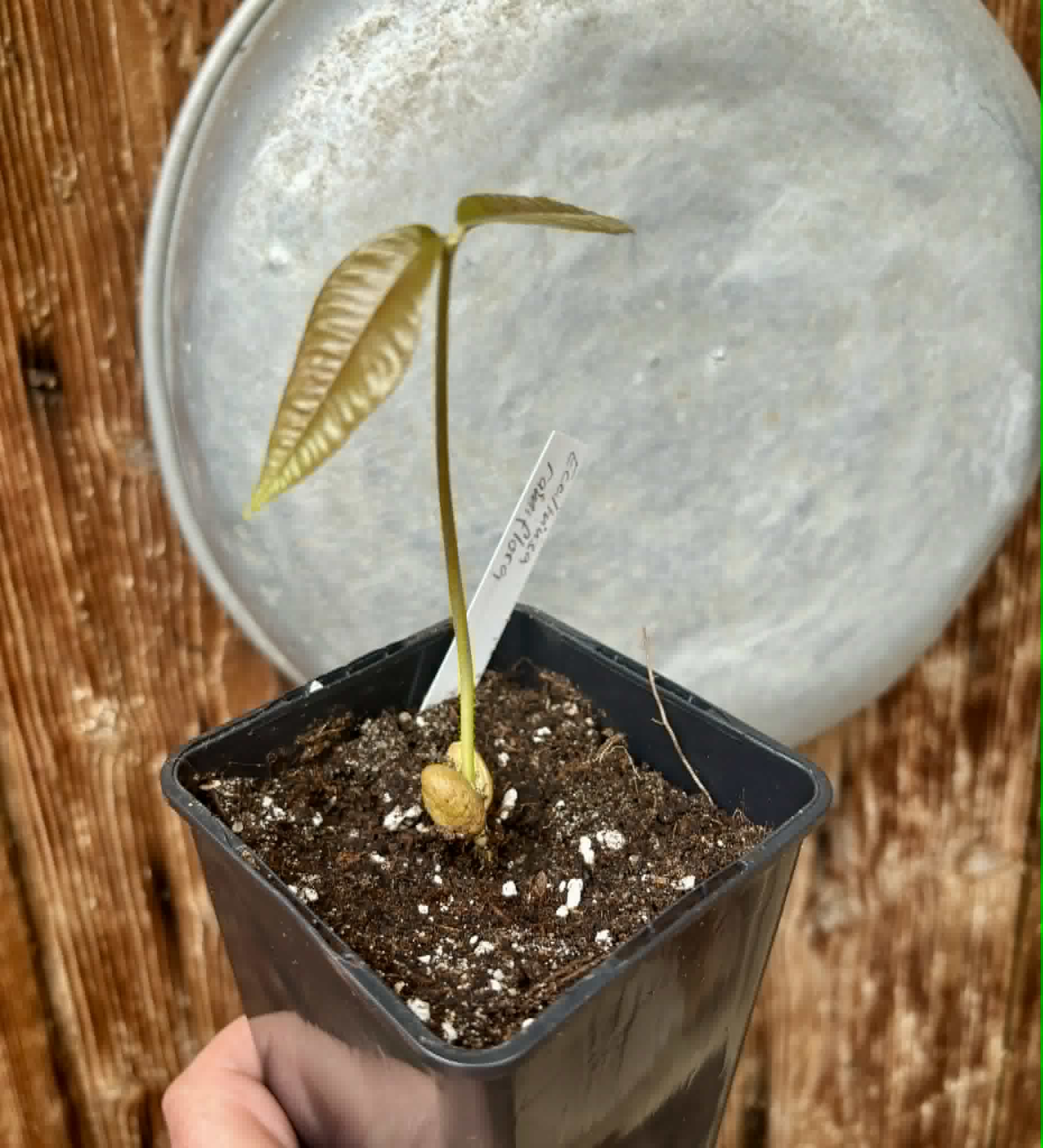 Ecclinusa ramiflora -  1 potted seedling / 1 getopfter Sämling