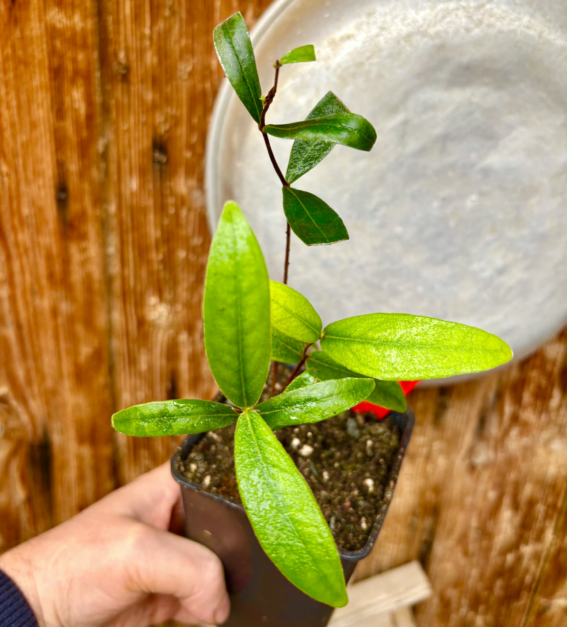 over 2 years old - Eugenia sp. Diamantina Nova - 1 potted plant / 1 getopfte Pflanze