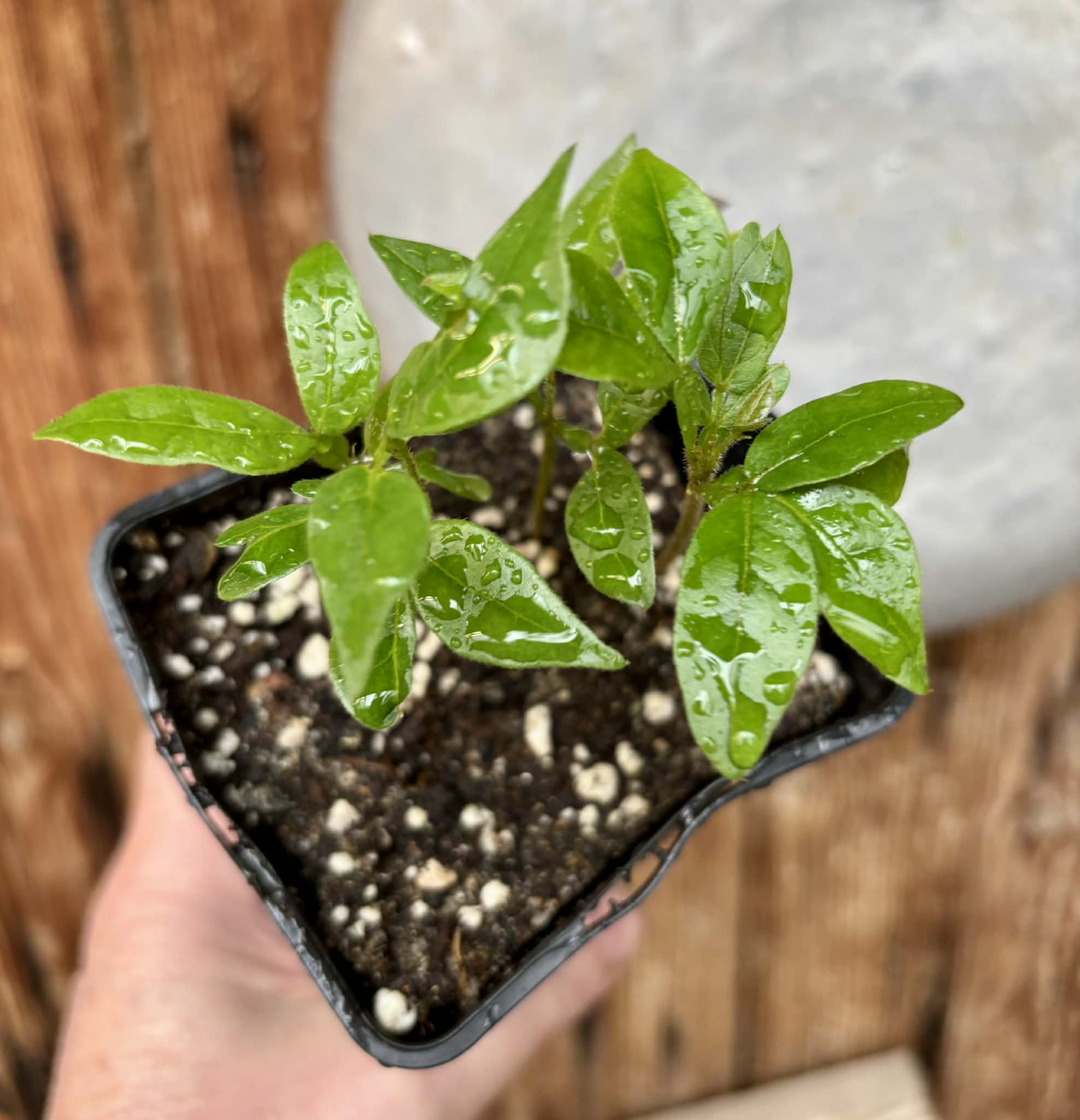4 in 1 pot - Inga vera  - 4 seedlings in one pot / 4 Sämlinge in einem Topf