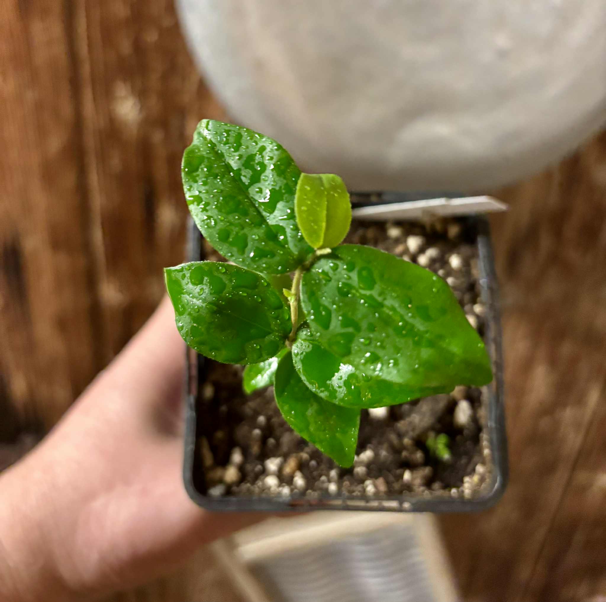 Uvaia do Visconde (Eugenia beaurepairiana) - potted seedling / 1 getopfter Sämling 