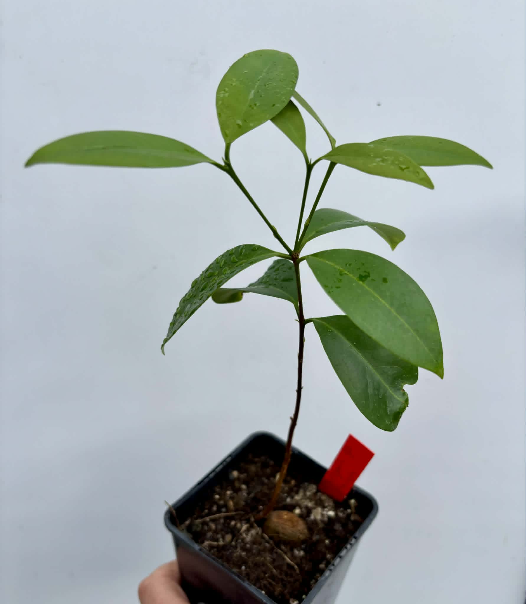 Eugenia sp Itayuba - 1 potted plant / 1 getopfte Pflanze