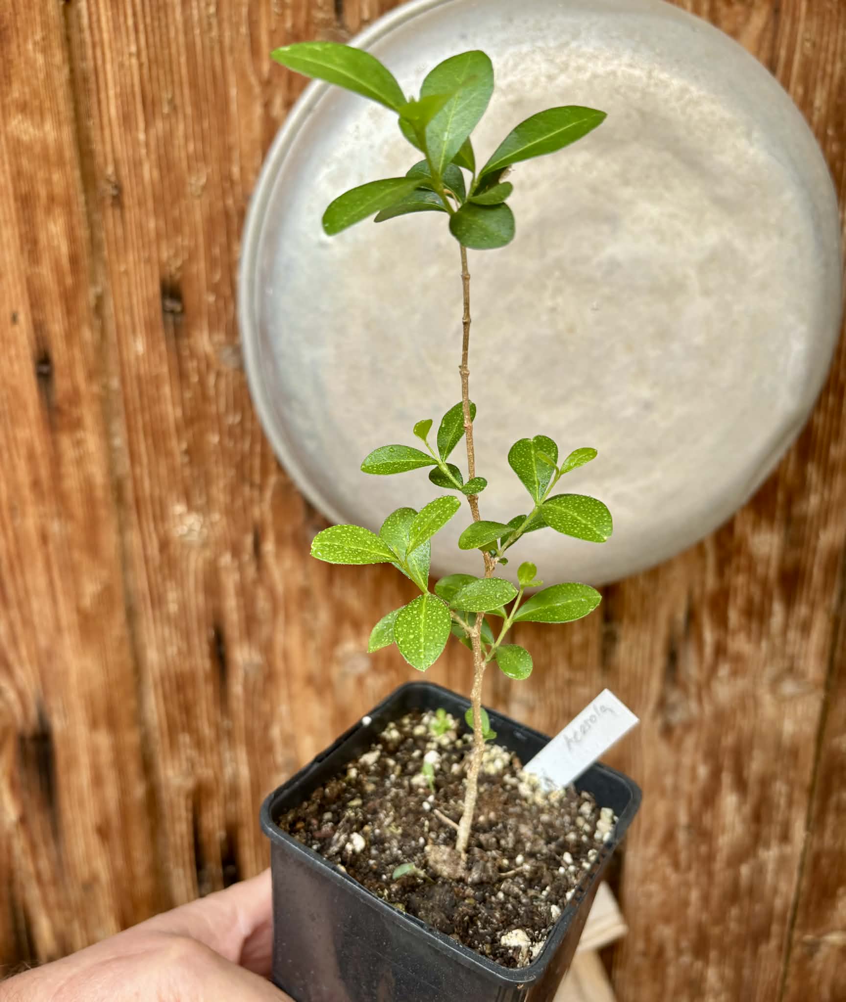 Acerola (Malpighia glabra) - 1 potted seedling / 1 getopfter Sämling