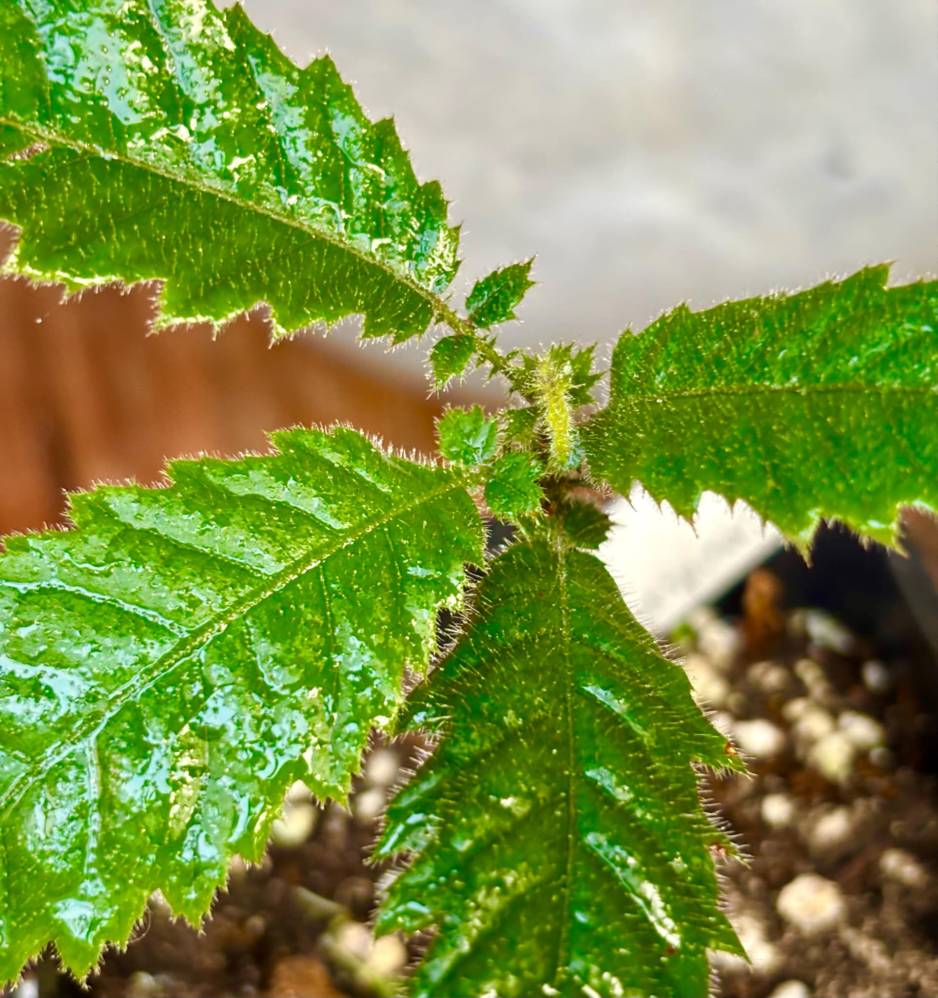Davidson Plum (Davidsonia jerseyana) - 1 potted plant / 1 getopfte Pflanze