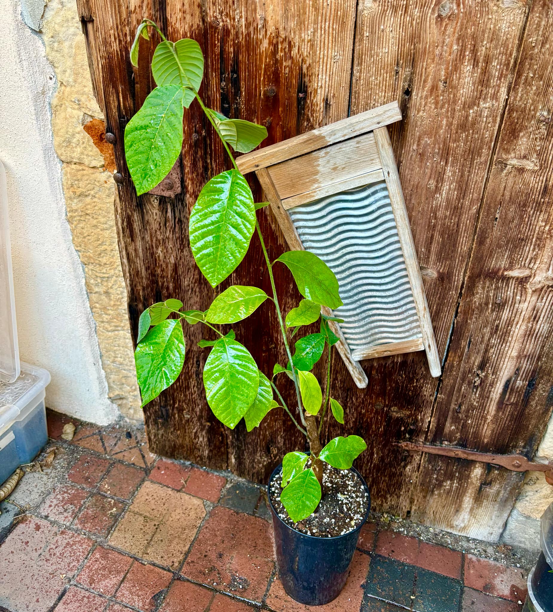 Cherimoya var. Fino de Jete (Annona cherimola) Nr. 2 - 1 potted plant / 1 getopfte Pflanze