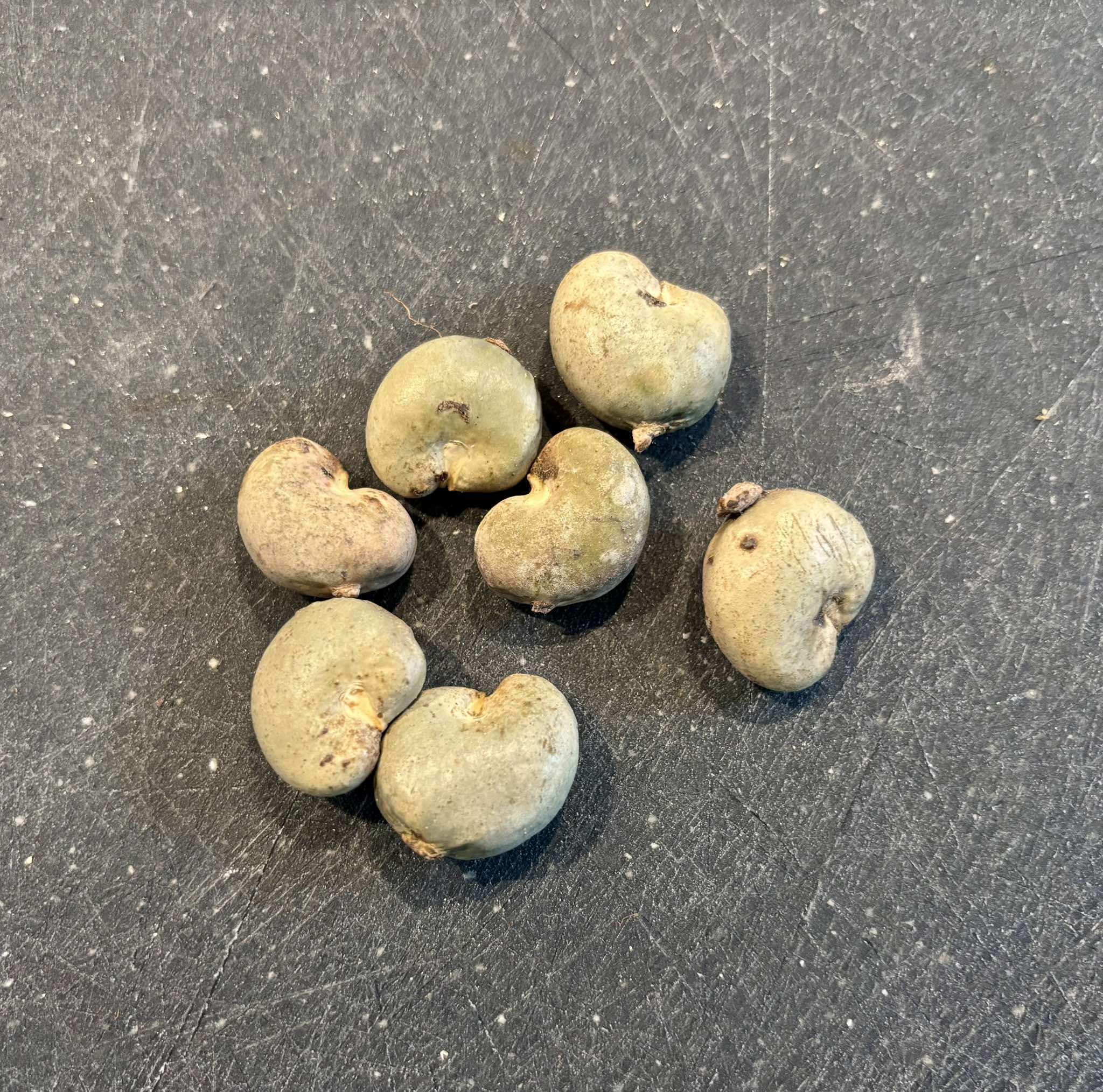 Cajuzinho - Anacardium humile - 2 fresh seeds / 2 frische Samen Cajuzinho - Anacardium humile - 2 fresh seeds / 2 frische Samen
