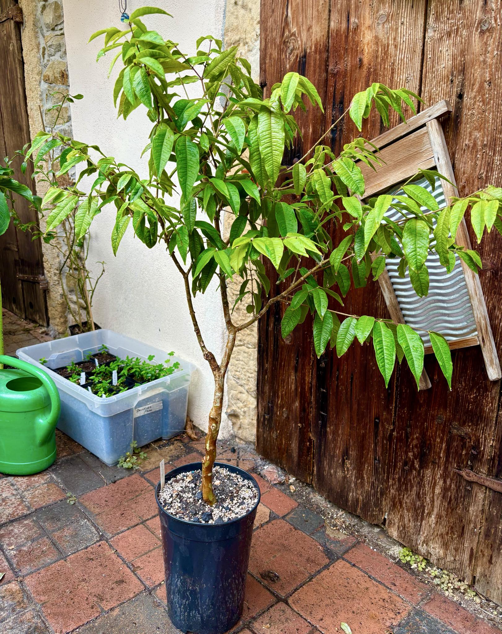 7 years old - grafted - Plinia phitrantha var. UNESP  - 1 potted plant / 1 getopfte Pflanze