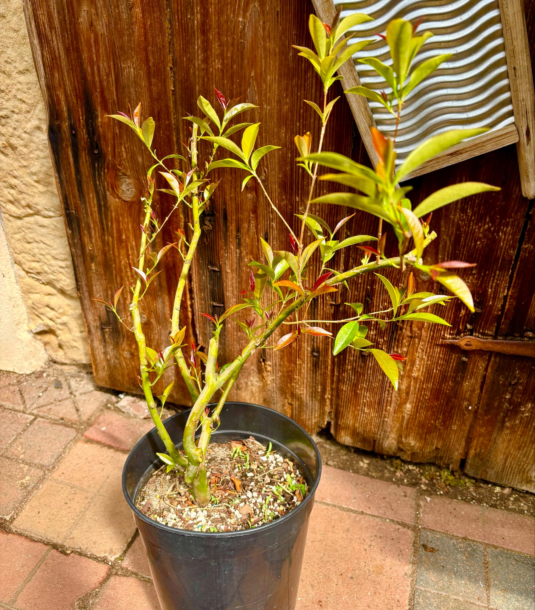 5 years old - Cherry of Rio Grande (Eugenia involucrata) - 1 potted plant / 1 getopfte Pflanze 5 years old - Cherry of Rio Grande (Eugenia involucrata) - 1 potted plant / 1 getopfte Pflanze