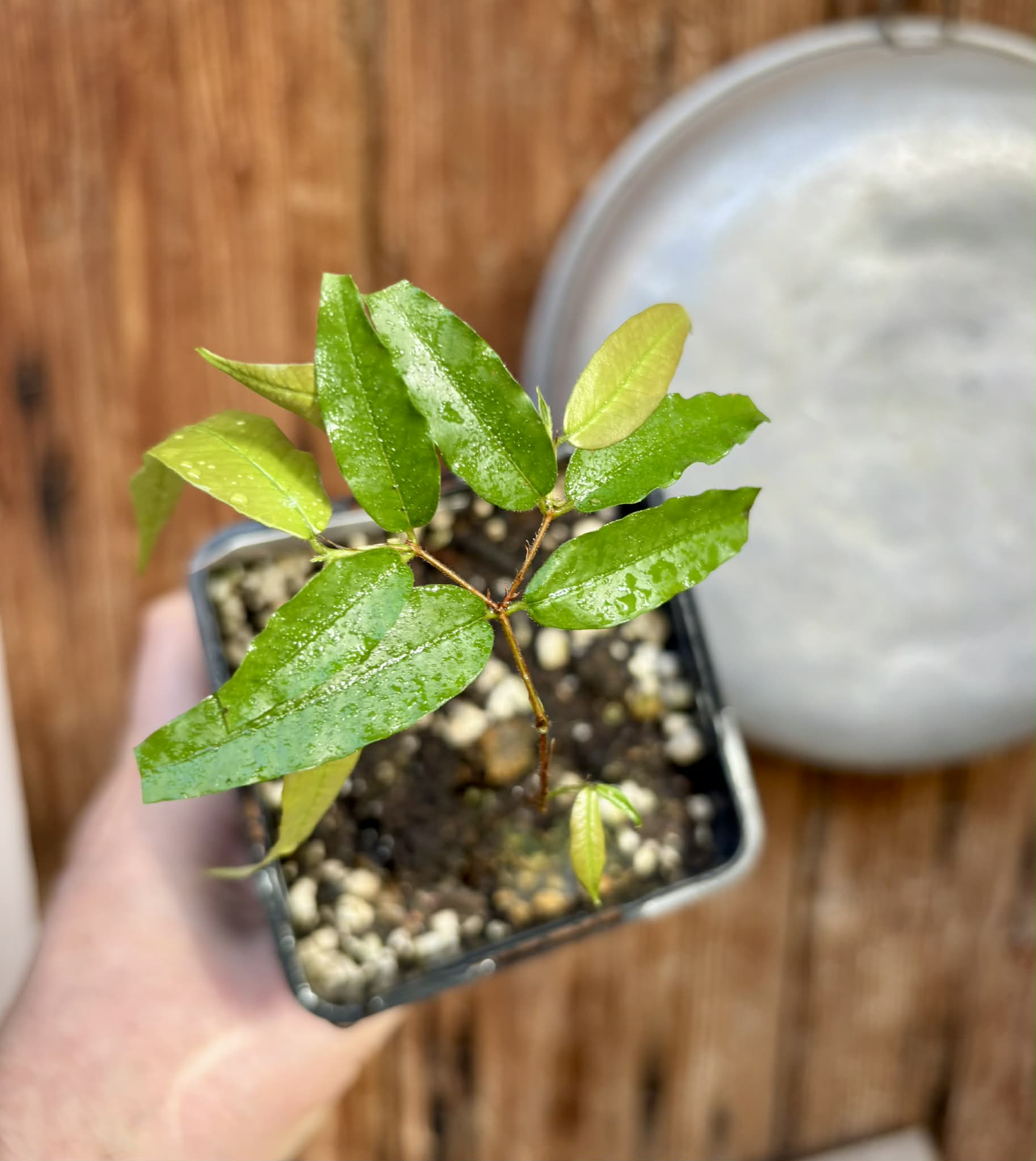 Plinia sp Rajada Cabo longo verde Tupinamba - Jaboticaba -  1 potted seedling / 1 getopfter Sämling