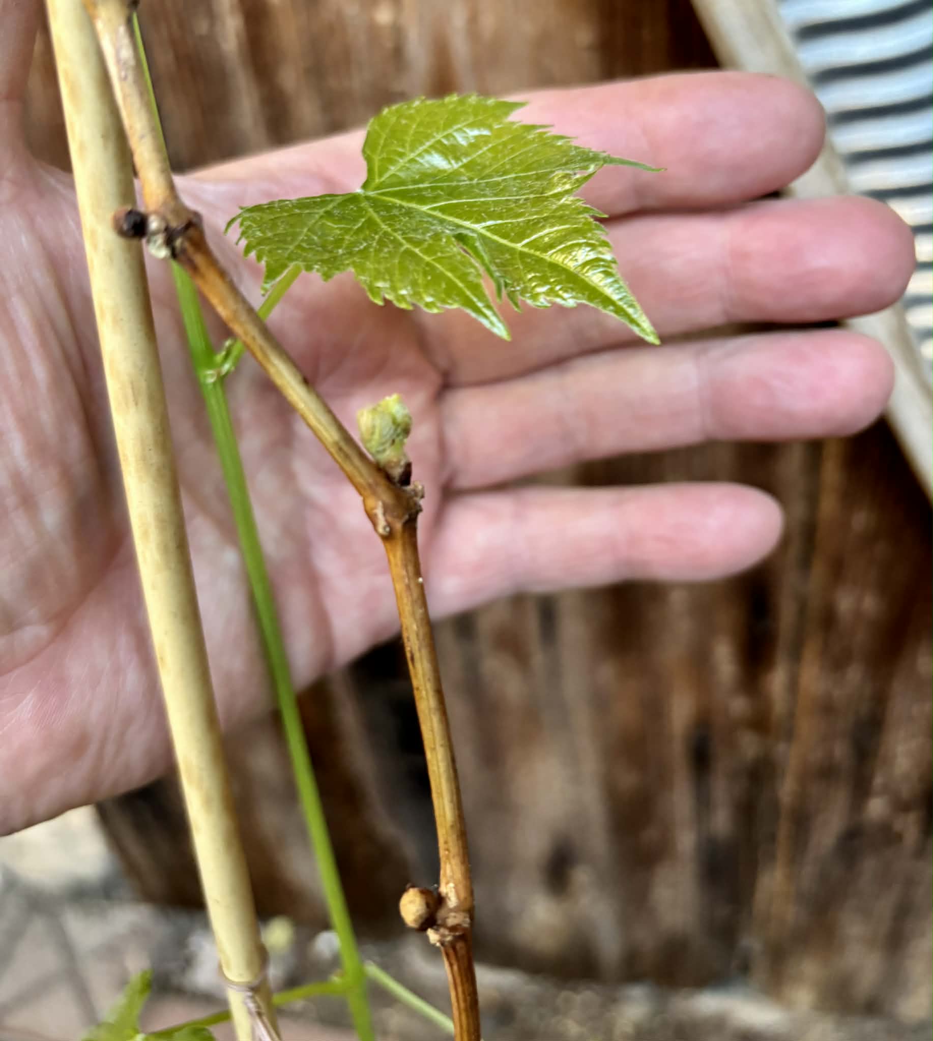 only 1 available - Muscadine var. Noble (Vitis rotundifolia) -  1 potted plant / 1 getopfte Pflanze