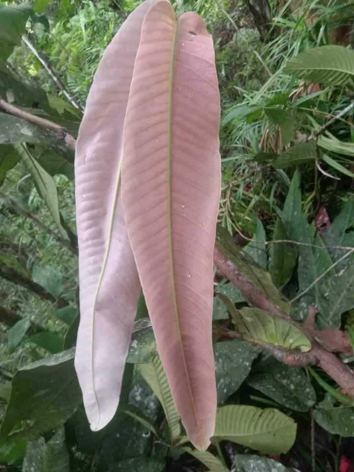 Pre Order - Syzygium versteegii - 1 fresh seed / 1 frischer Samen