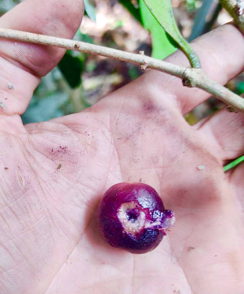 Eugenia sp Pindoca - 1 germinated seed / 1 gekeimter Samen Eugenia sp Pindoca - 1 germinated seed / 1 gekeimter Samen