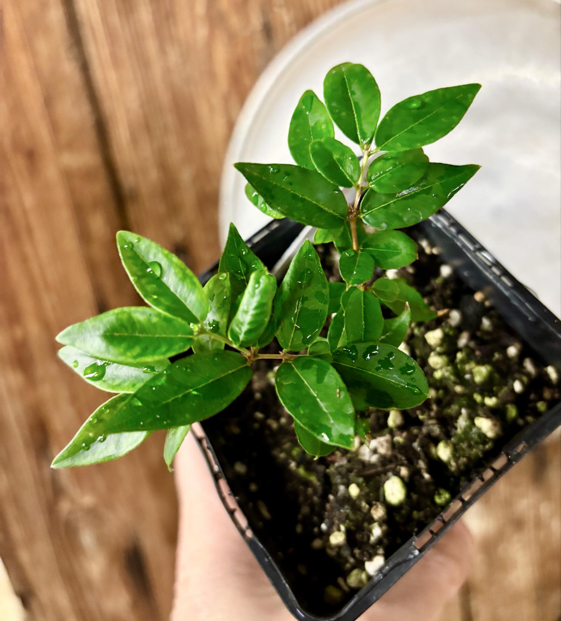 2 seedlings in 1 pot - Jaboticaba - Plinia sp Pingo de Mel (Vilela A3) -  1 potted seedling / 1  getopfter Sämling